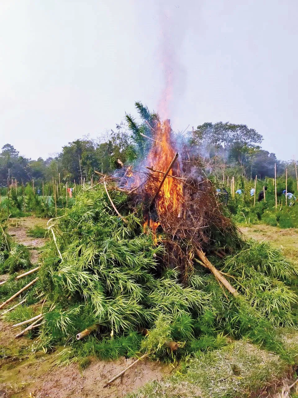Cut cannabis piled and burning in a Cooch Behar field, the standing crop still behind it