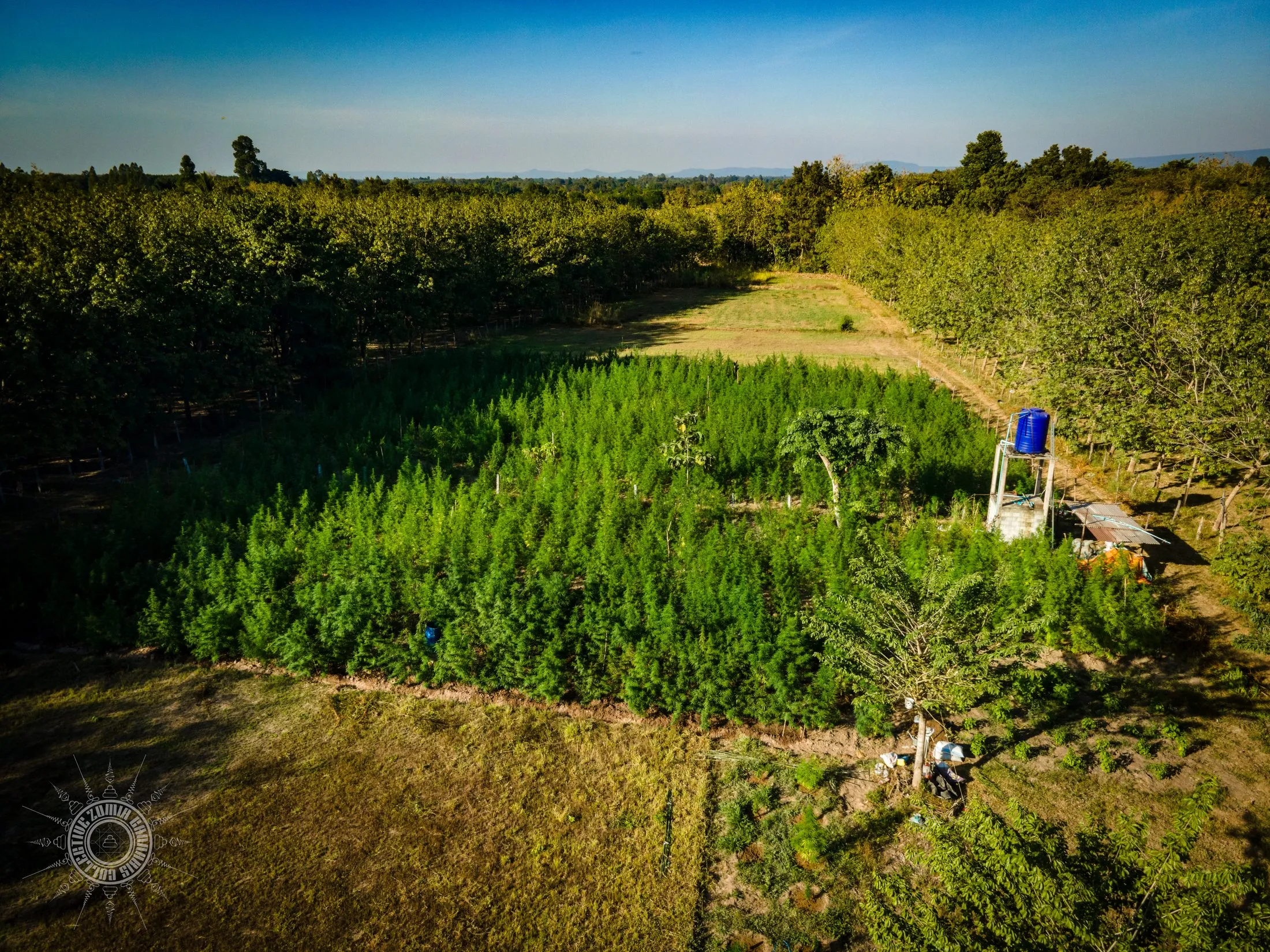 A cannabis field cut into a clearing between plantation trees, seen from the air
