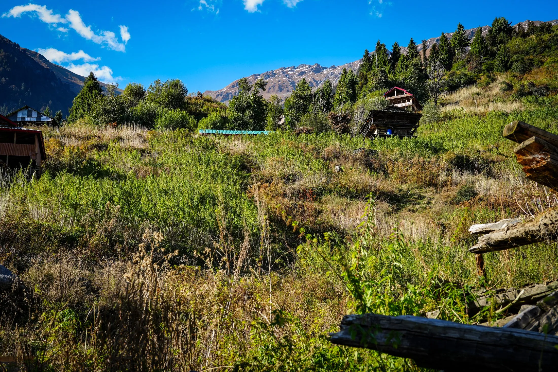 Cannabis growing between timber houses on a steep Himalayan slope, snow on the ridge behind