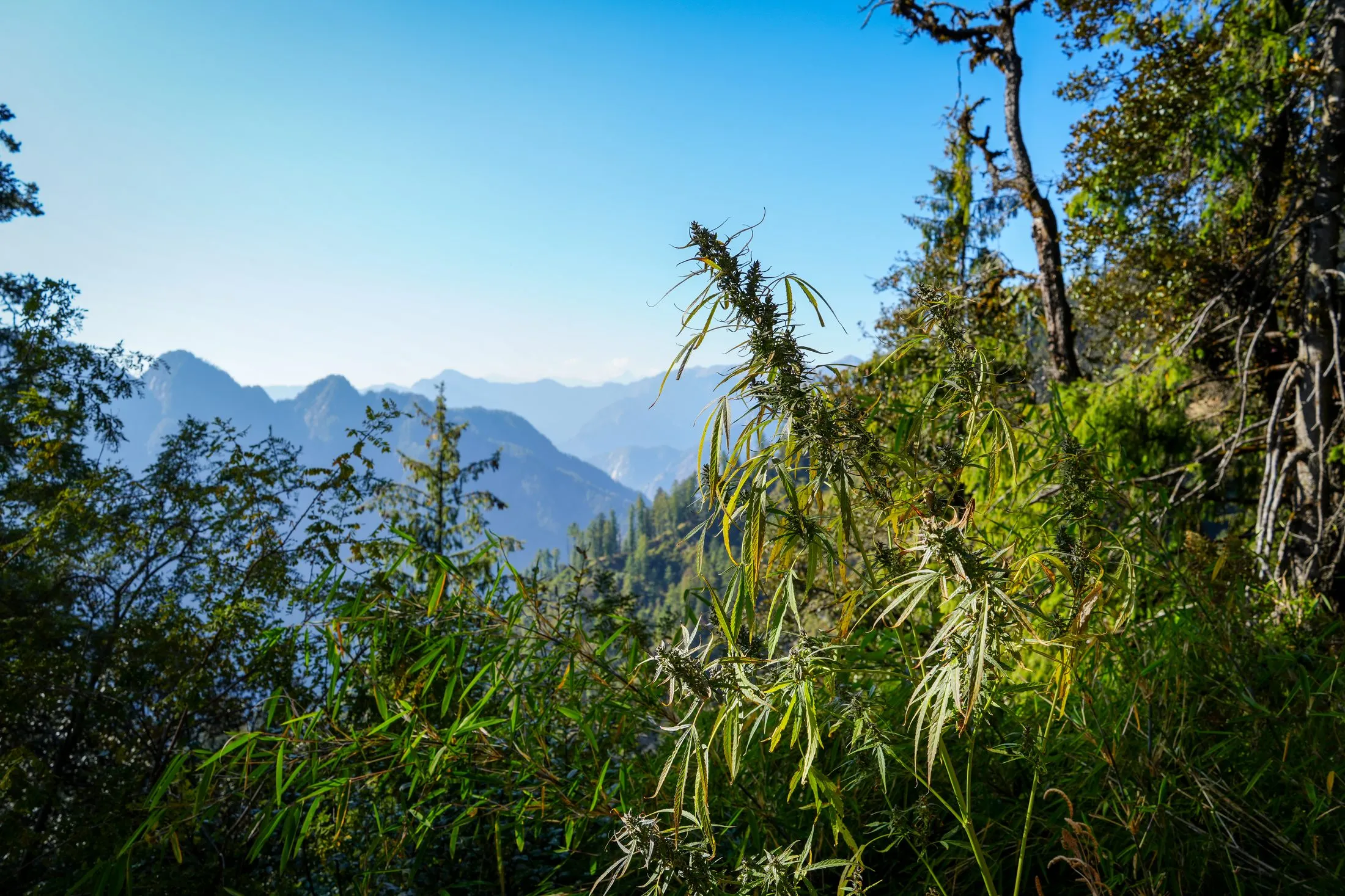 A cannabis plant on a high Himalayan ridge, mountain ranges receding into haze behind it