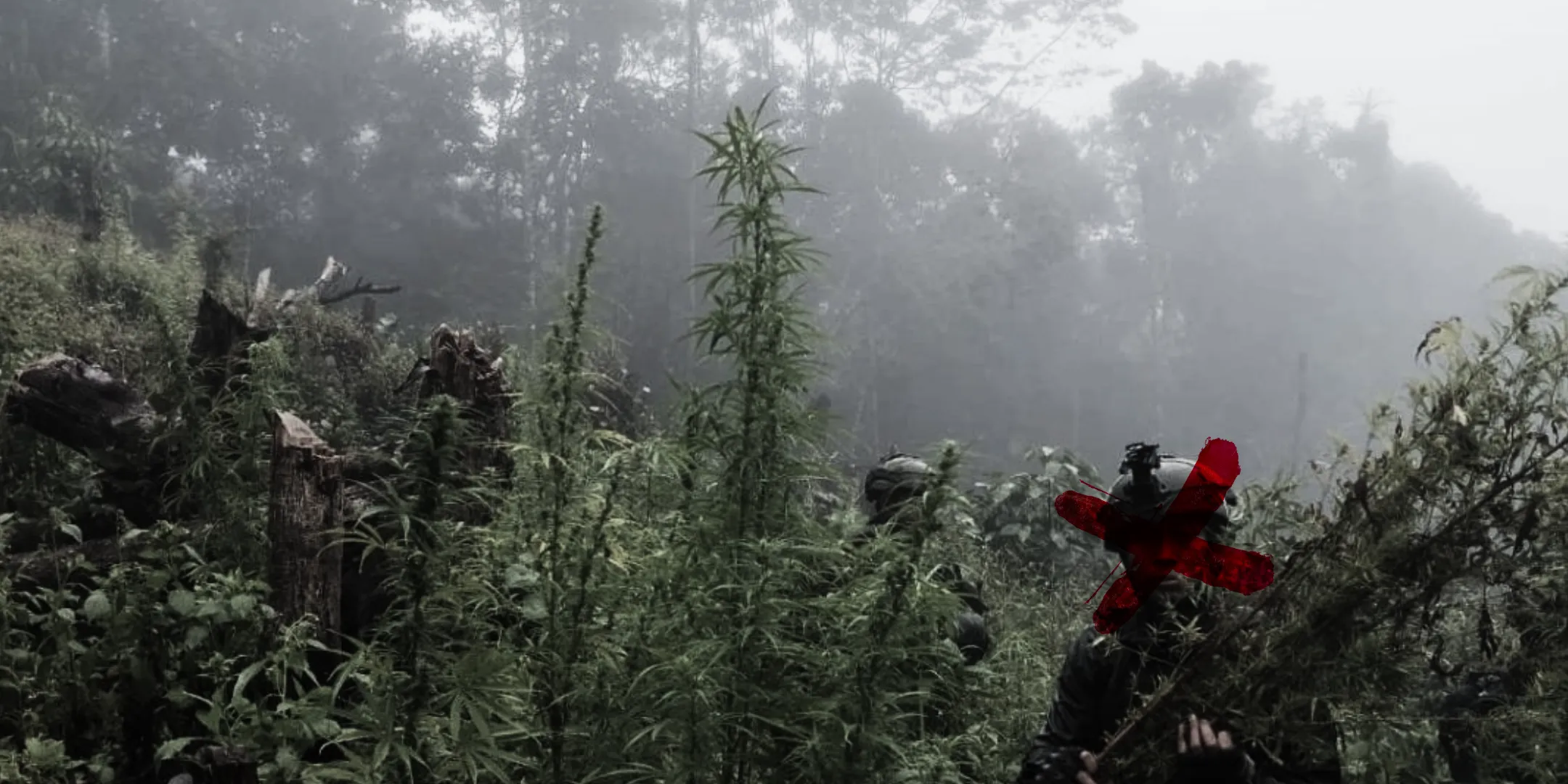 An eradication team moving through a misty hillside cannabis field, one figure struck out with a red X