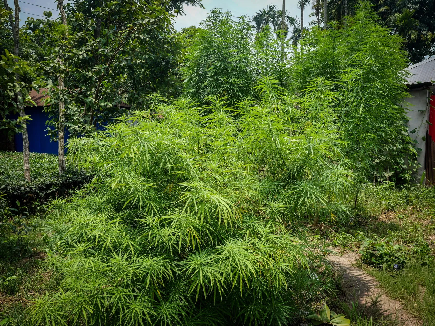 Cannabis plants growing beside a village path among fruit trees and houses