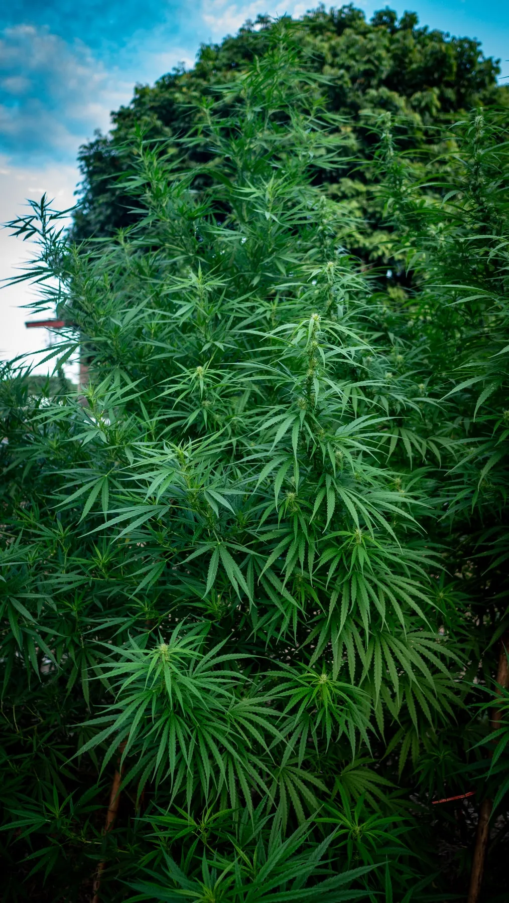 A flowering Thai landrace plant in the field, Krabangkham, Suriyan's selection 2023