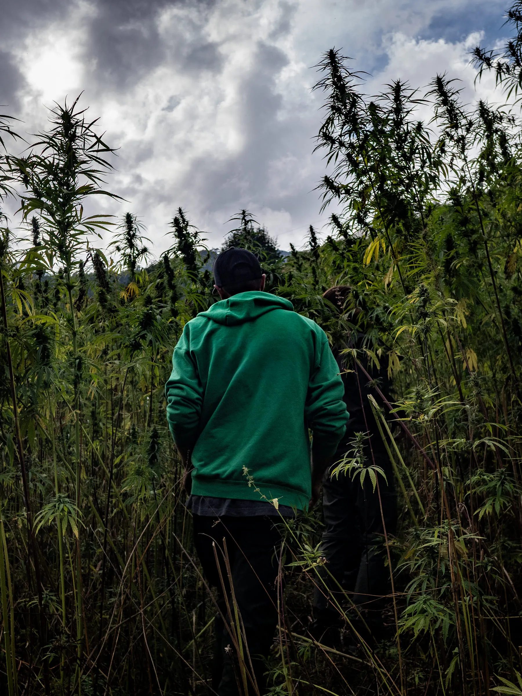Two people walking into a field of tall cannabis under a heavy grey sky