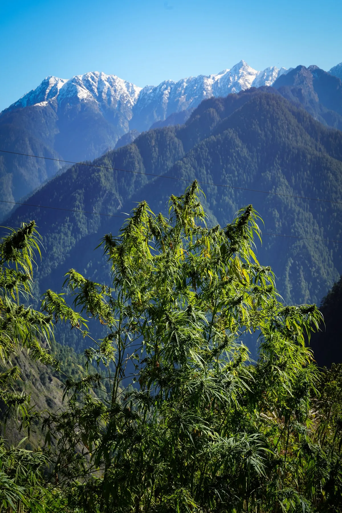 A mature cannabis plant above a Himalayan valley under snow-covered peaks