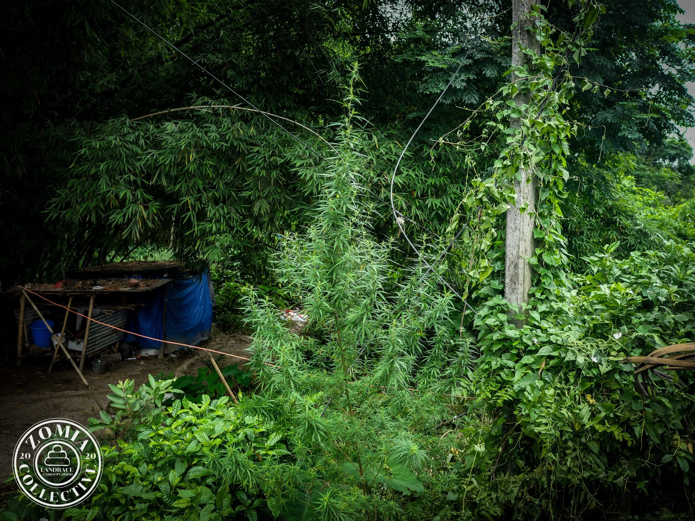 Satkaya Feral Cannabis Accession #1(https://www.zomiacollective.com/blog/hashtags/1) Female Plant
