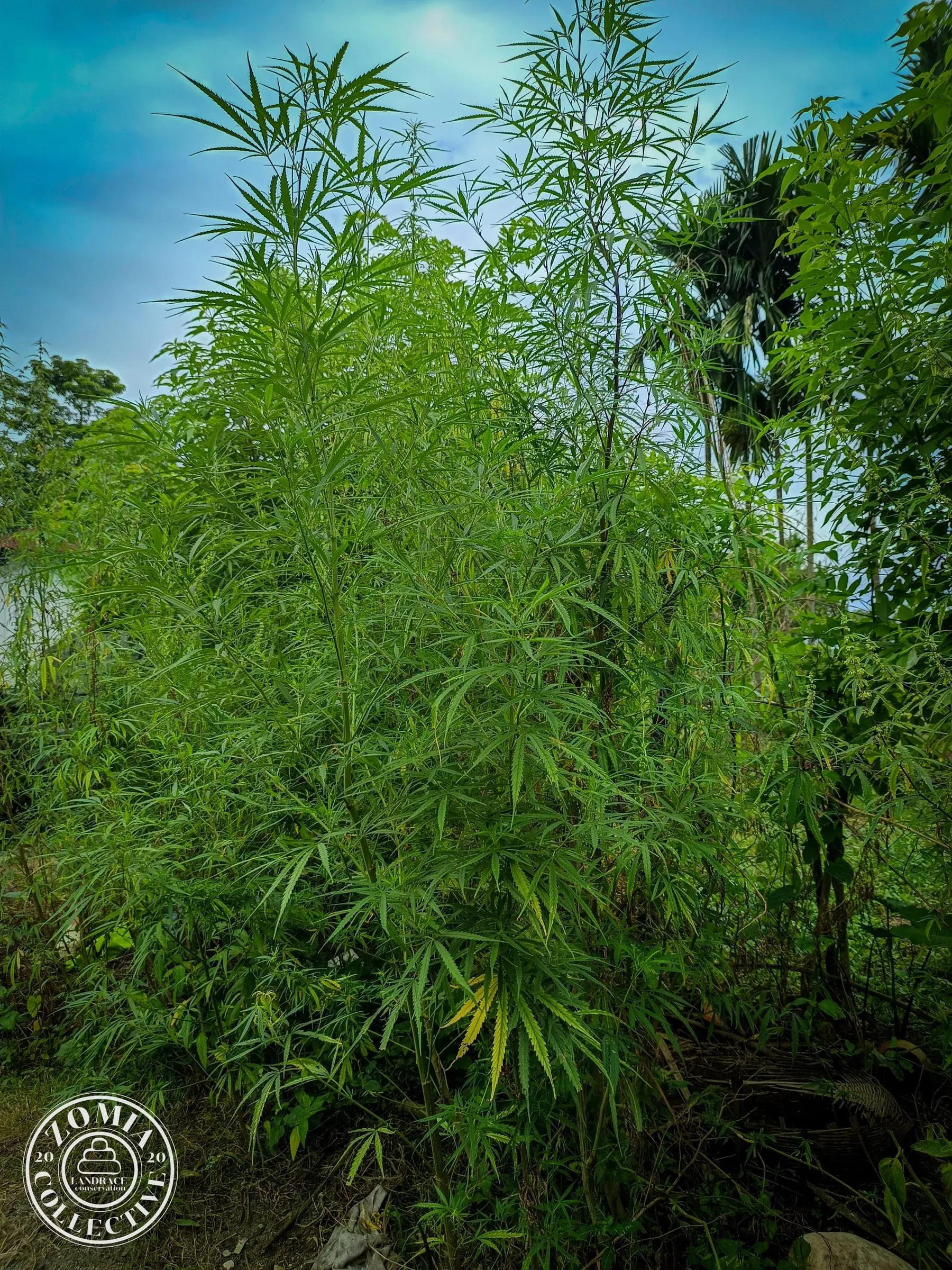 Looksan Feral and Domesticate Landrace Cannabis, growing in a mixed plot