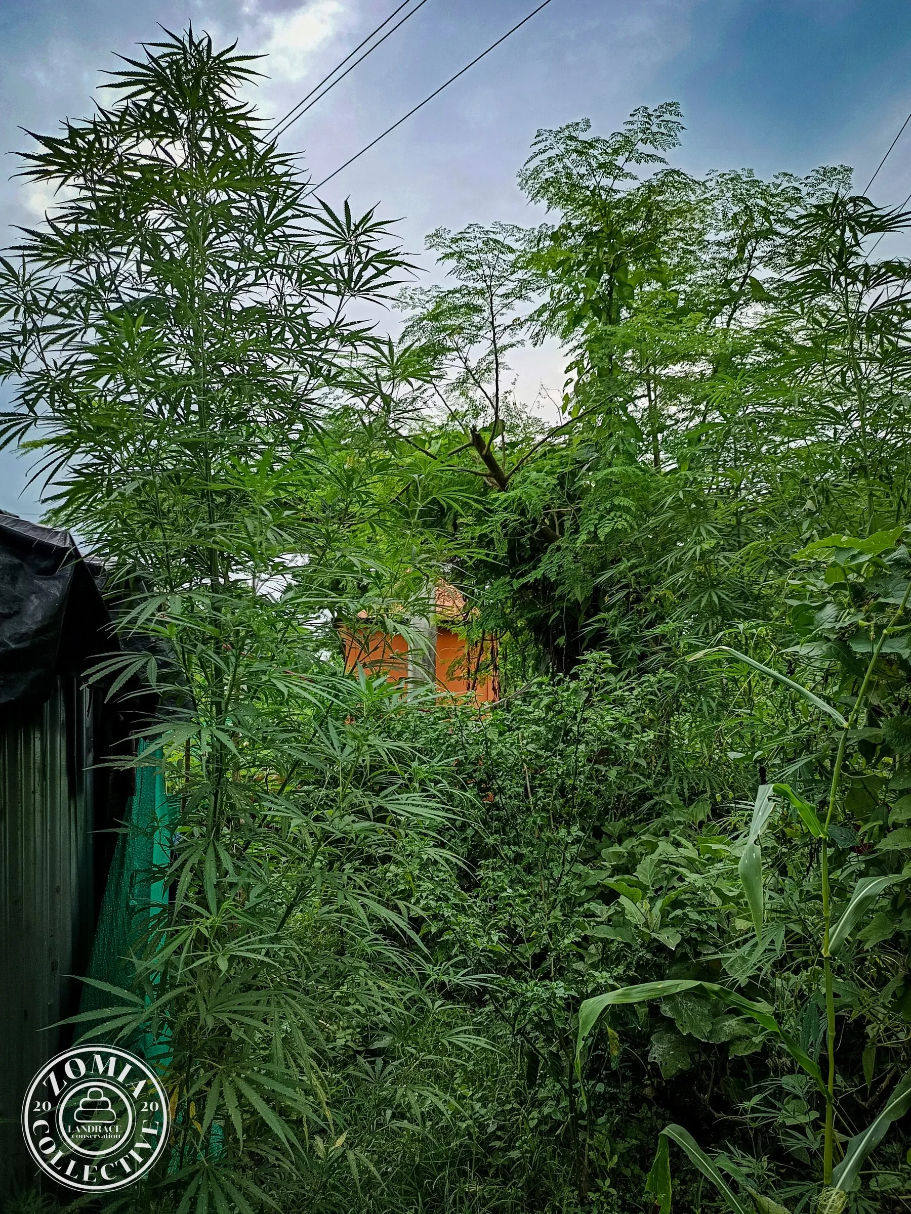 Banarhat domesticate landrace cannabis