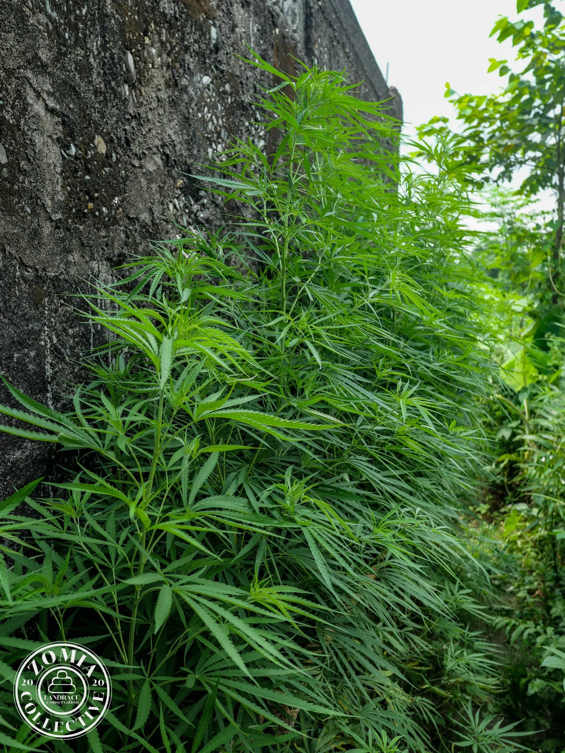 Fulkardabri Domesticate Landrace Accession #1(https://www.zomiacollective.com/blog/hashtags/1)