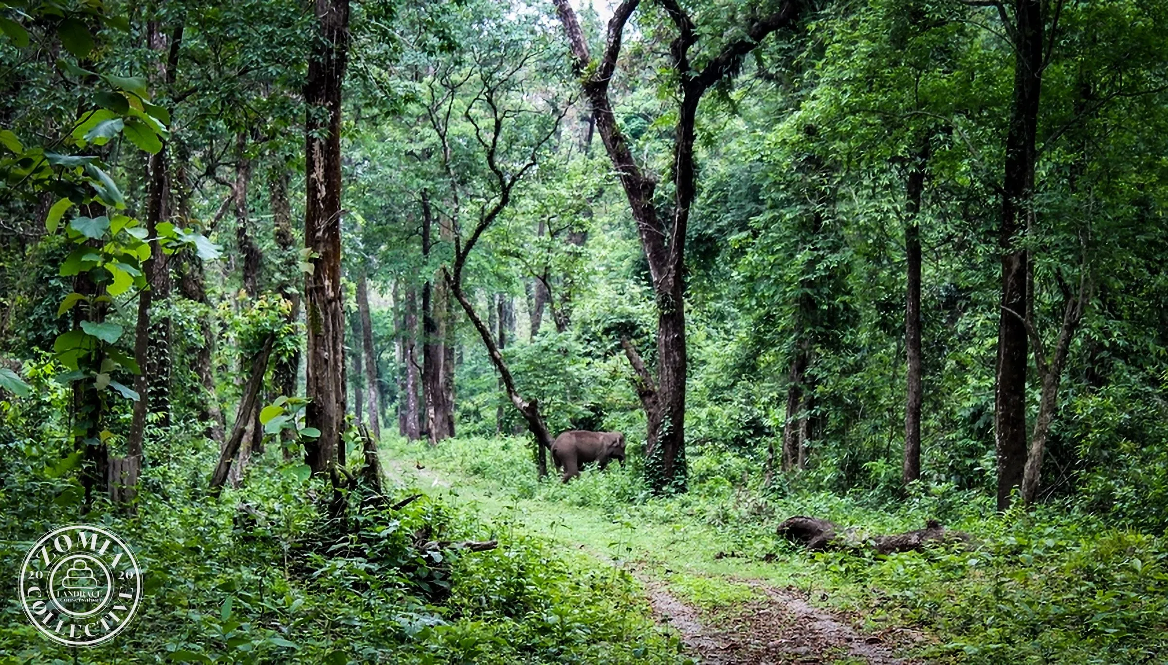 Wild Elephant in the Sal forests of Chapramari