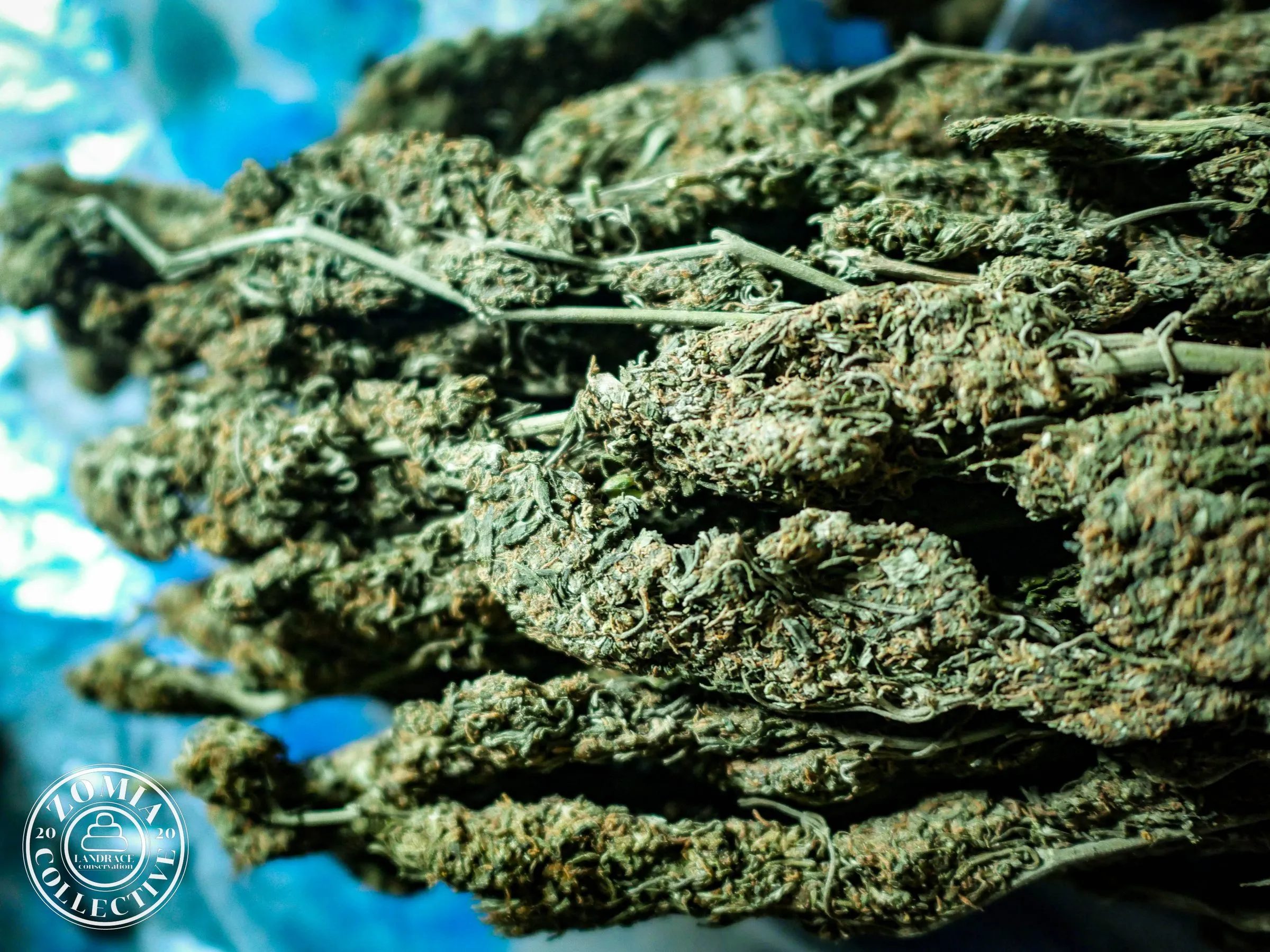 Quality #1(https://www.zomiacollective.com/blog/hashtags/1) Local Landrace Ganja