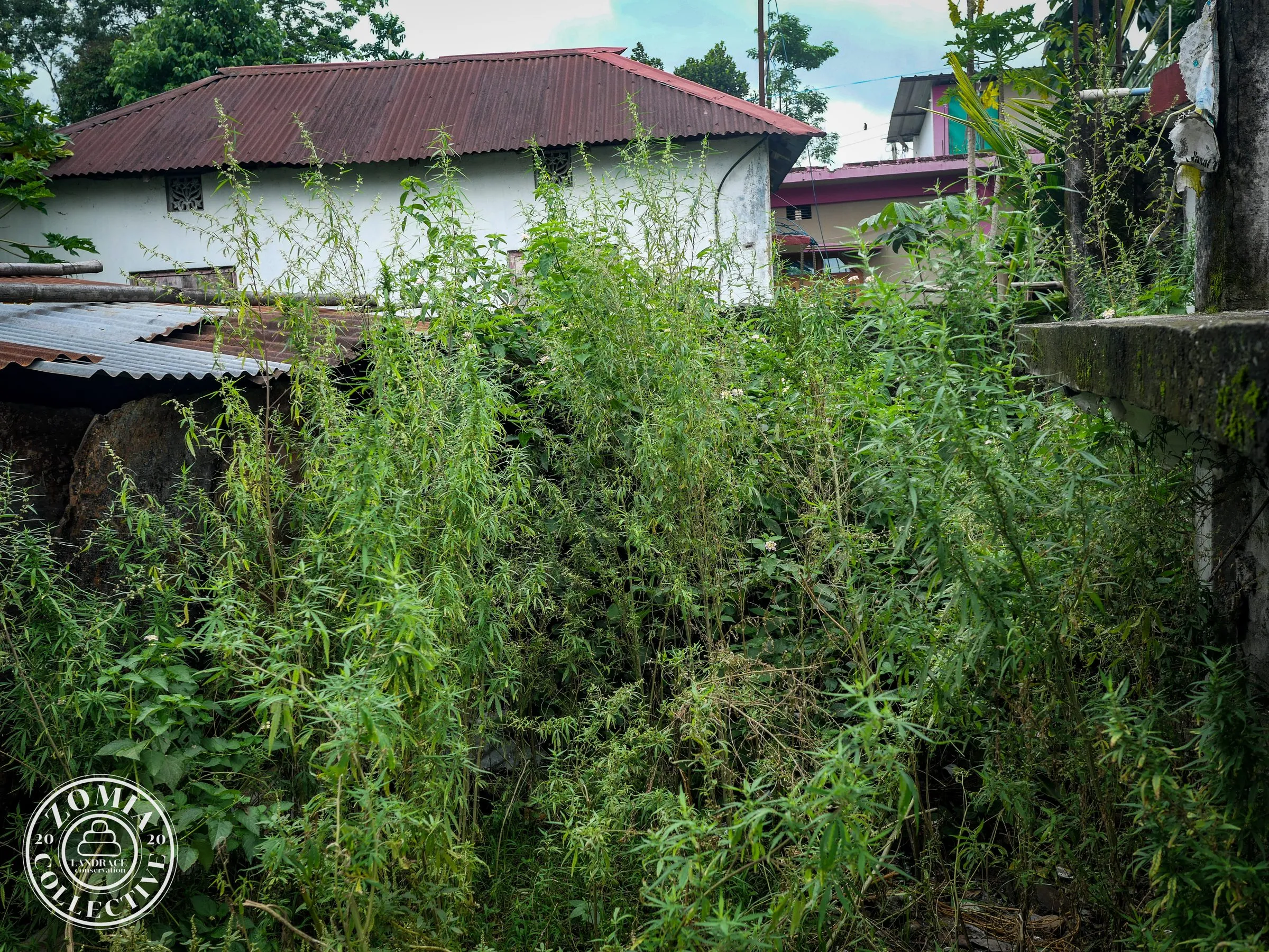 Sukhanibasti feral Cannabis