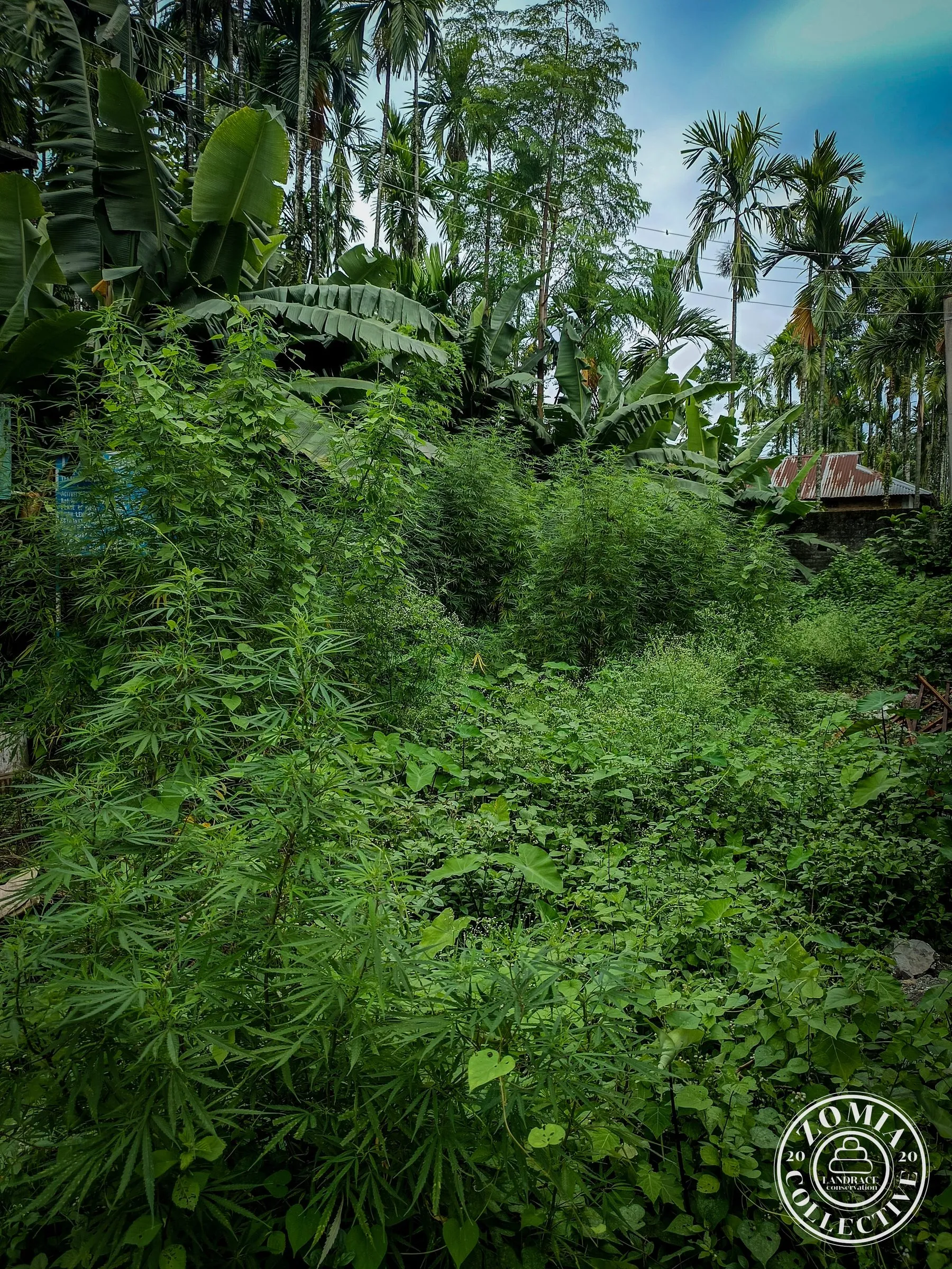 Looksan Domesticate Landrace Cannabis population