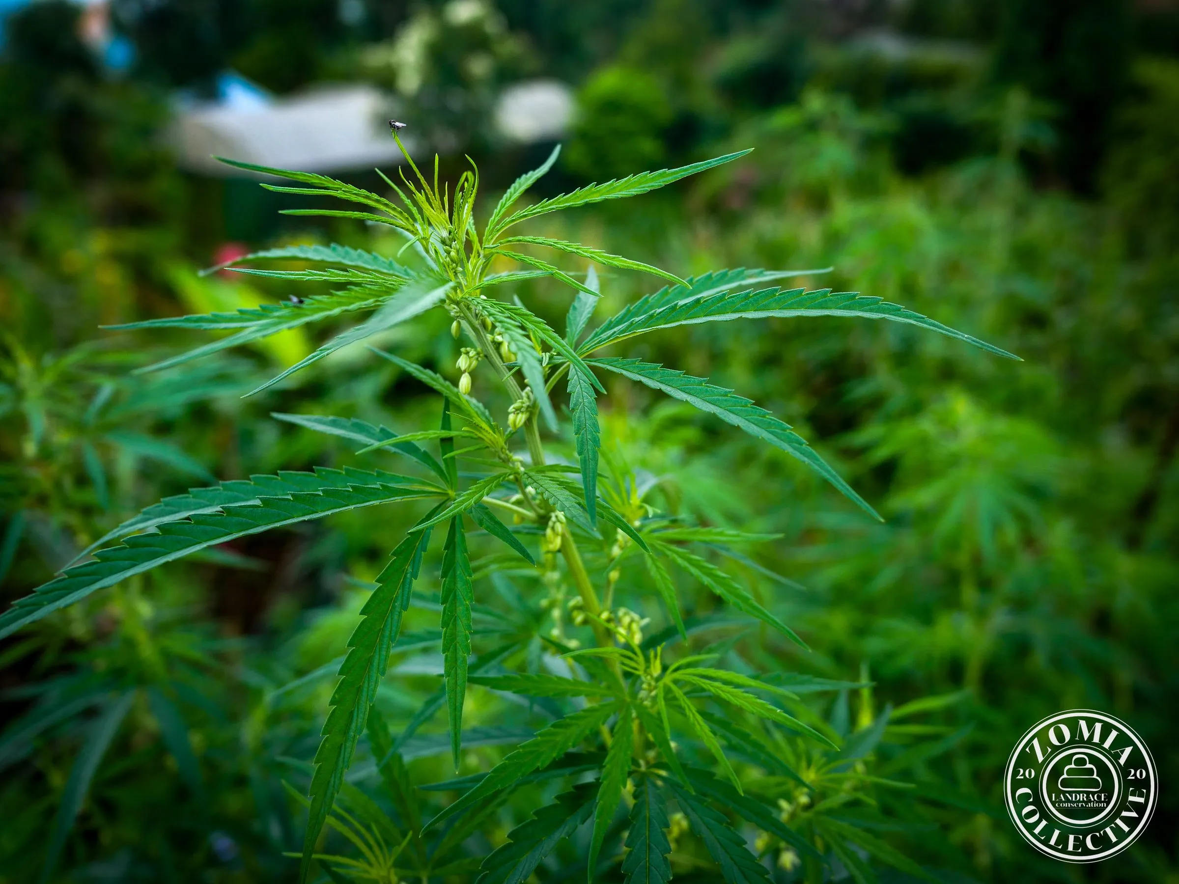 Suruk Village Domesticate Landrace Cannabis