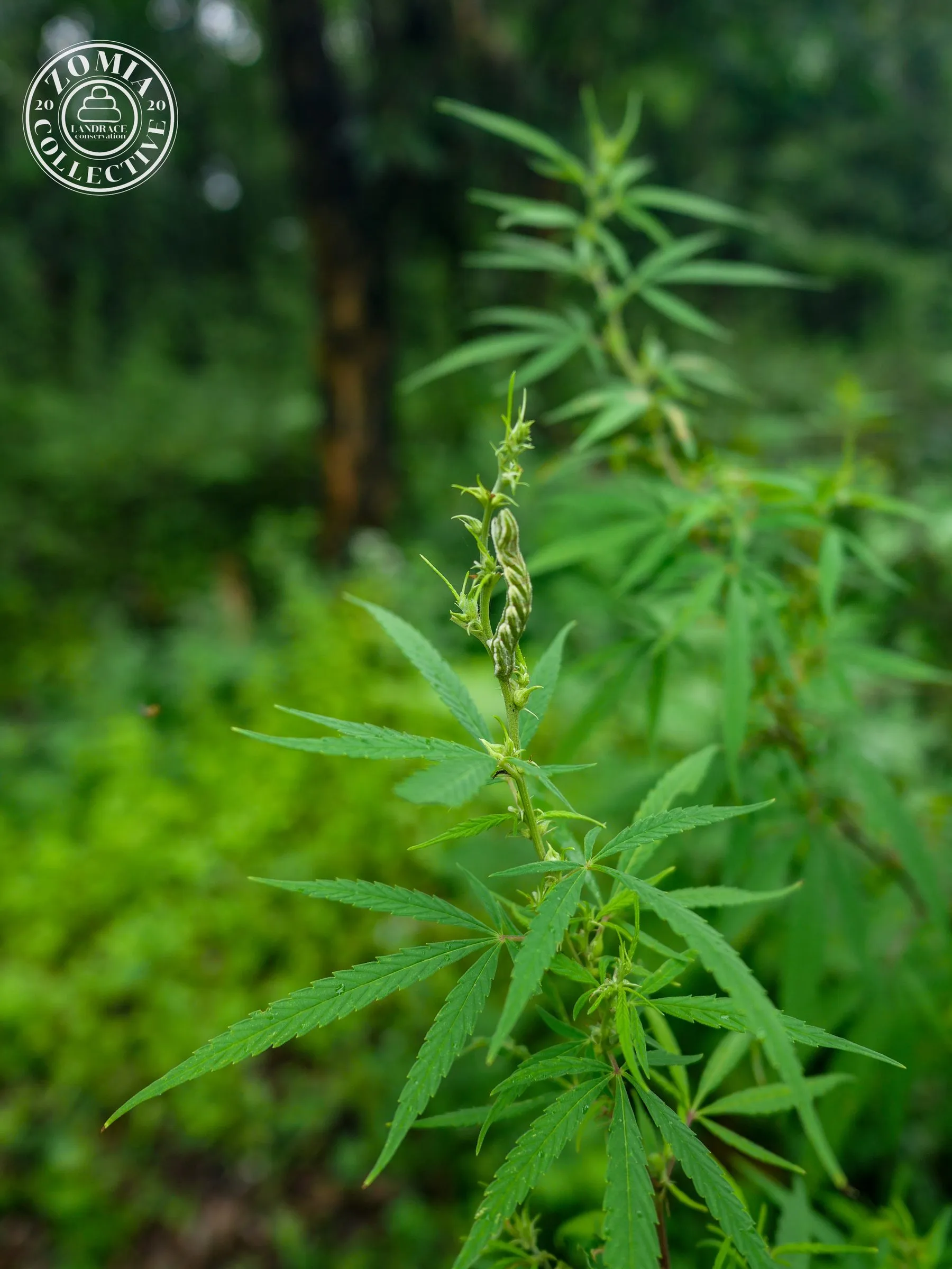 Butterfly cocoon on a female Chapramari Feral plant