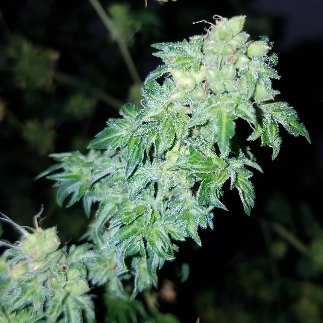 Australian Bastard Cannabis. Photo courtesy of https://linhacanabica.com