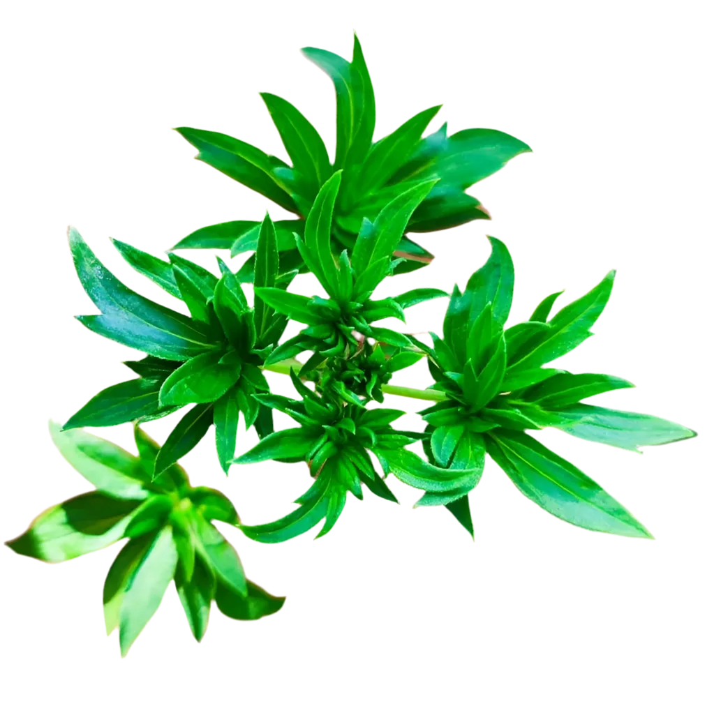Australian Bastard Cannabis. Photo courtesy of: seedtiva.com