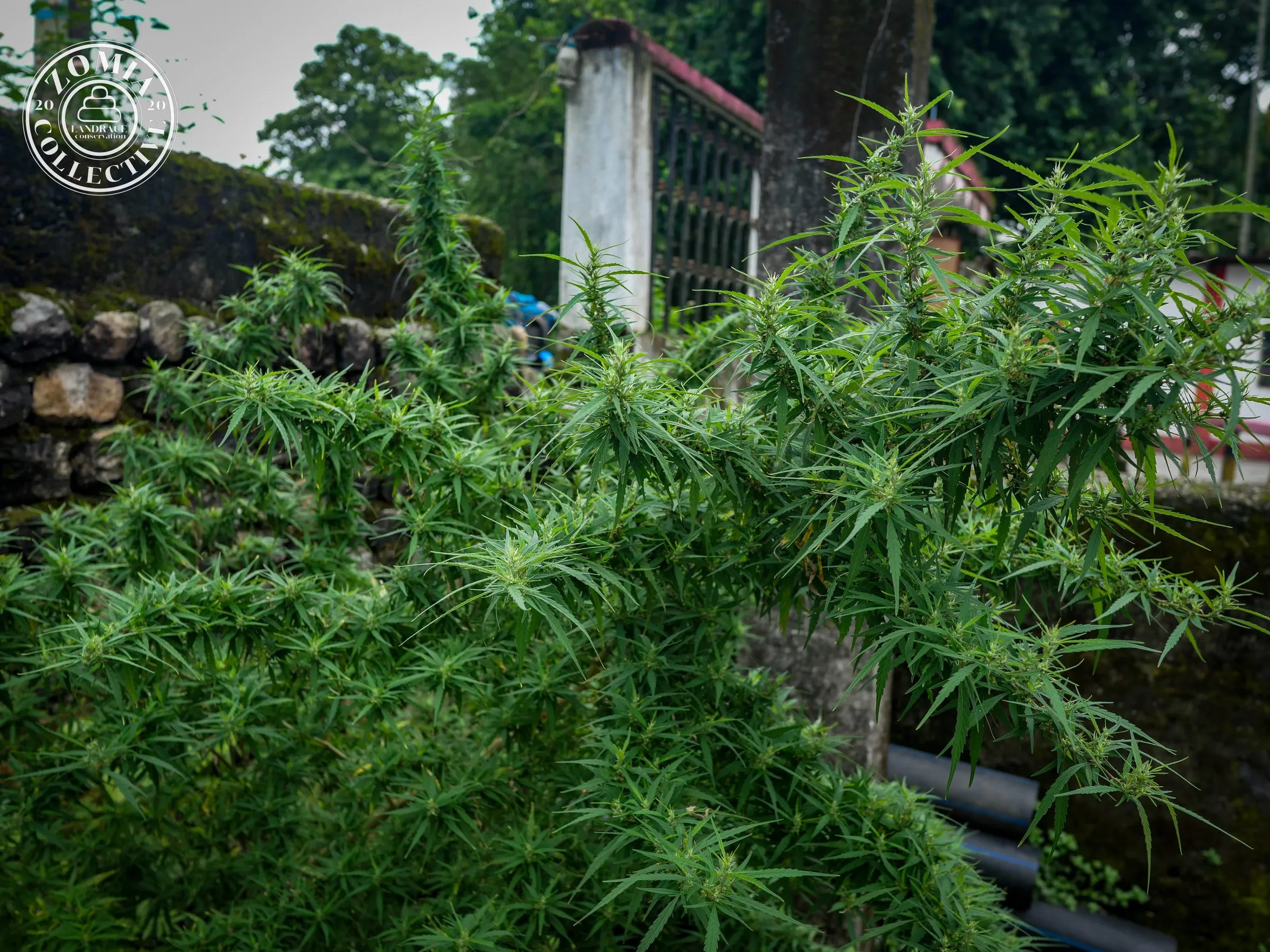 Sukhanibasti Feral Cannabis Accession #1(https://www.zomiacollective.com/blog/hashtags/1)