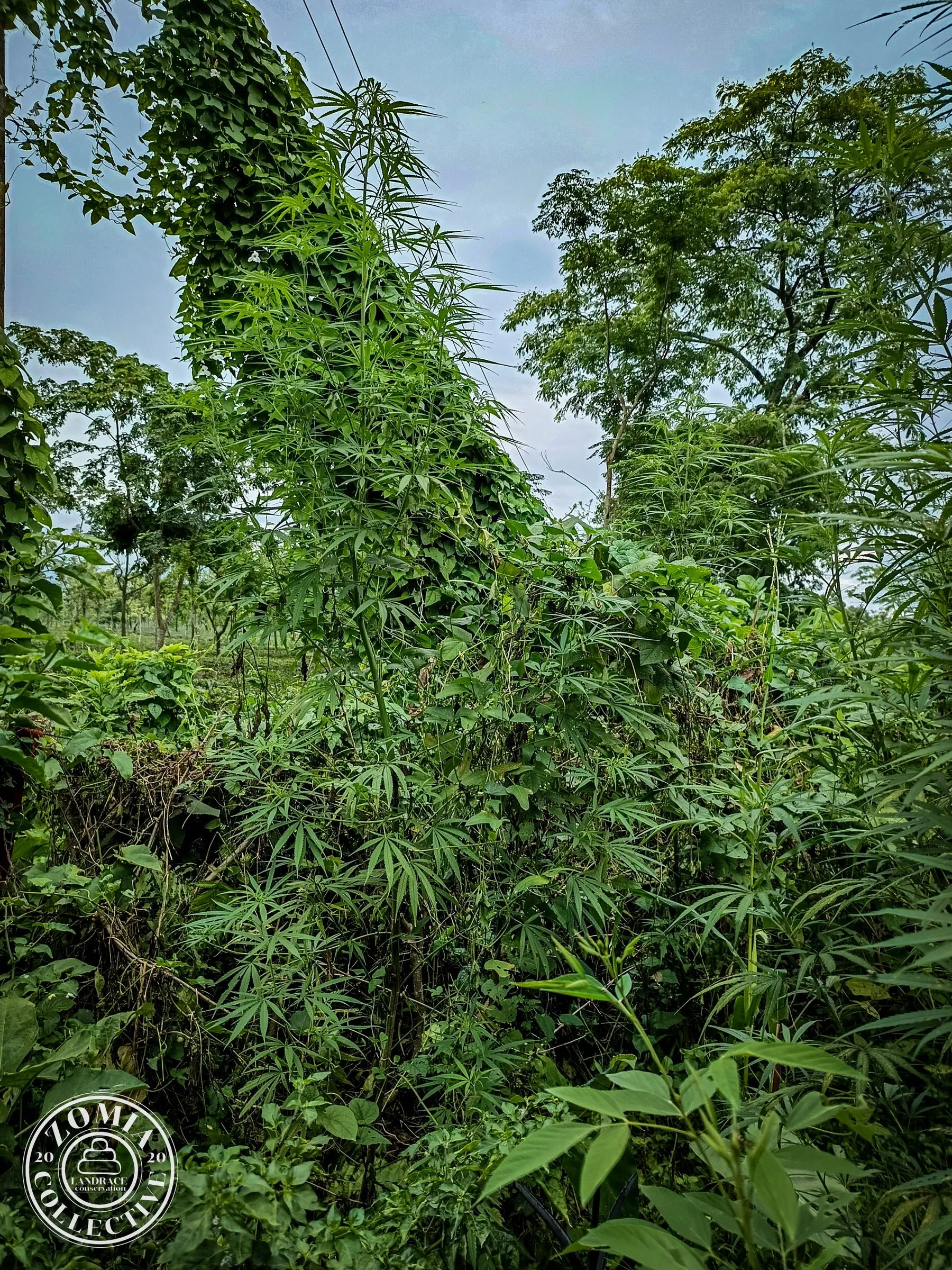 Banarhat domesticate landrace cannabis