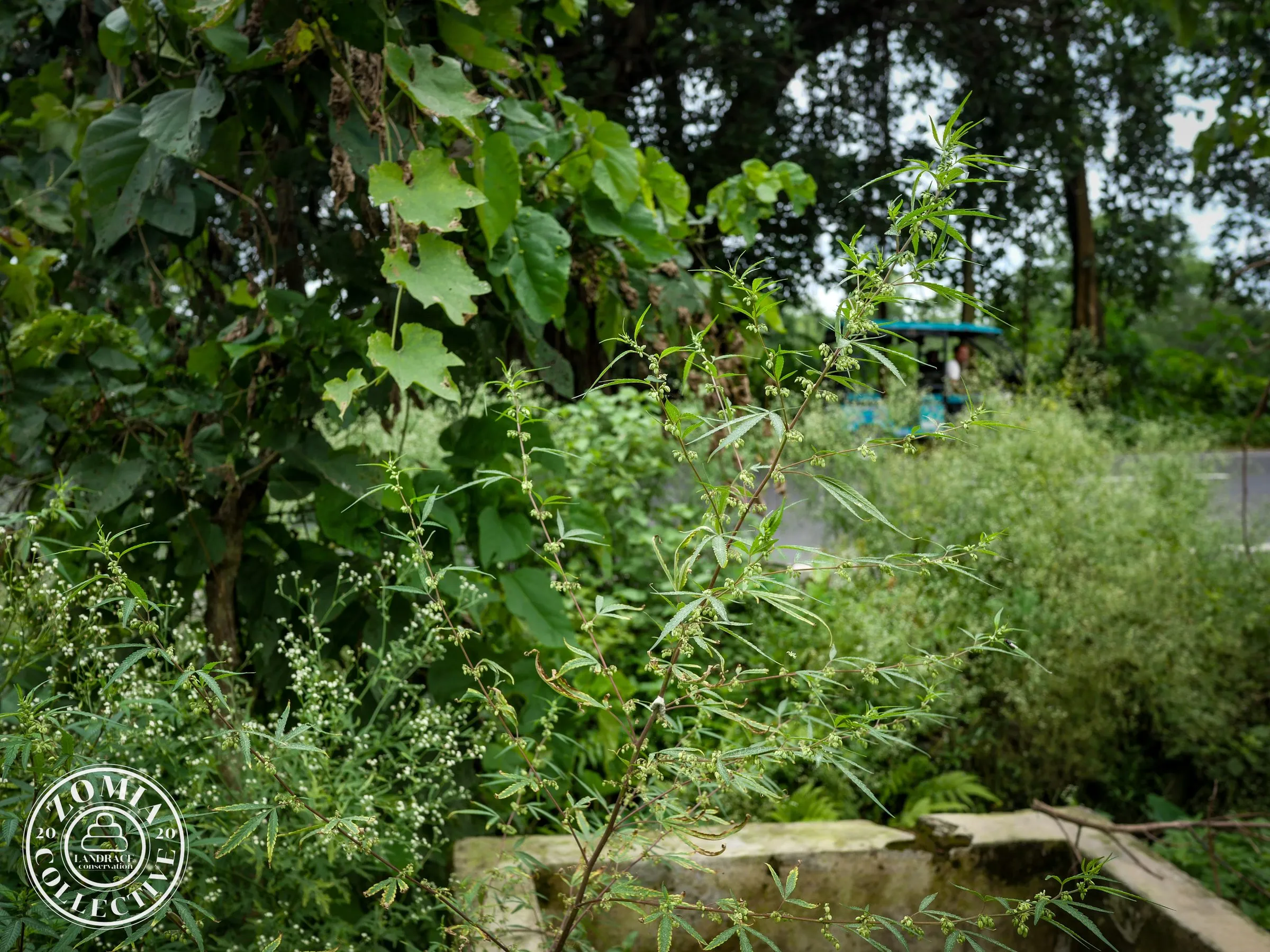 Mal Bazaar Feral Cannabis General Population Accession #1(https://www.zomiacollective.com/blog/hashtags/1) Male Plant