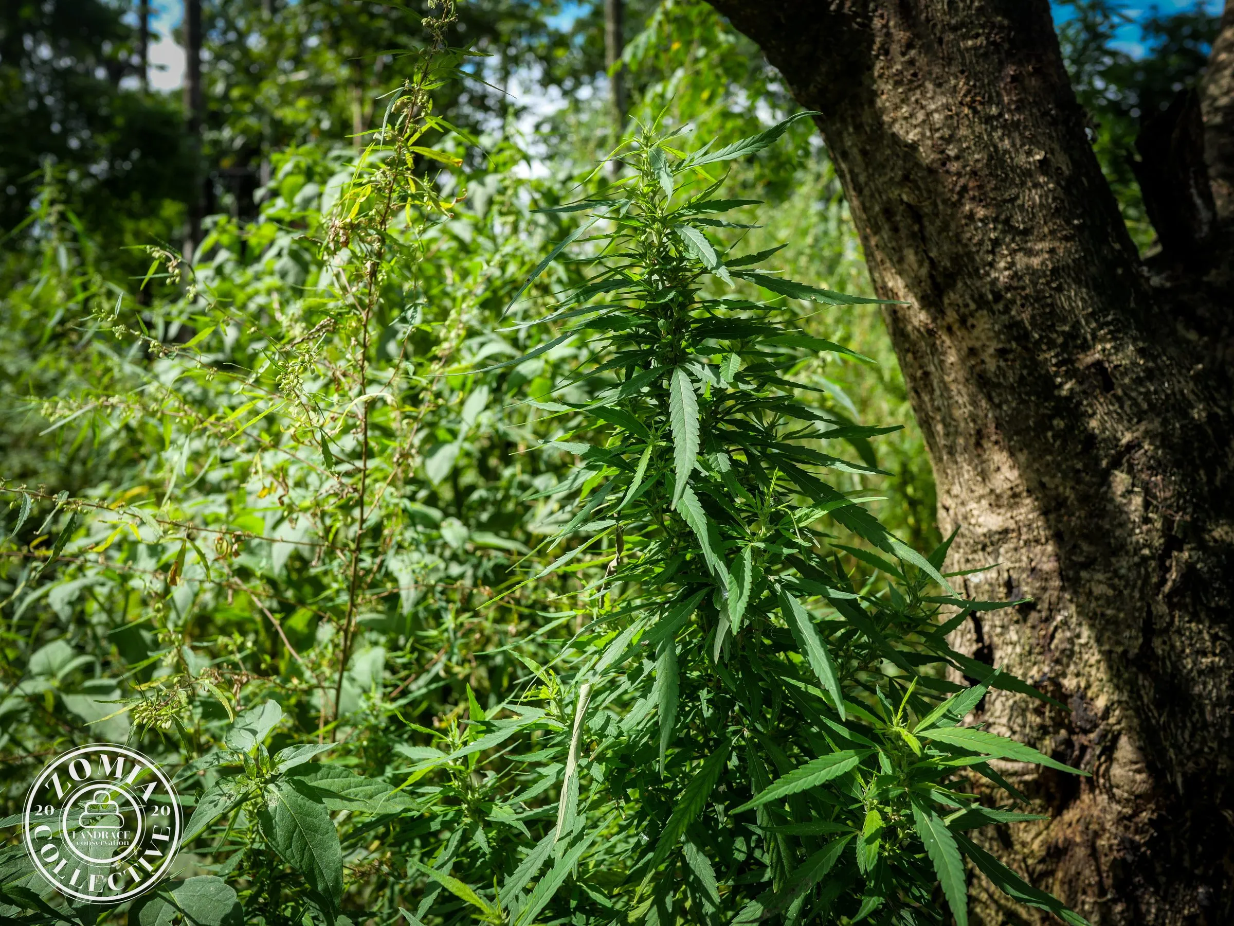 Sipchu Feral Cannabis General Population Accession #2(https://www.zomiacollective.com/blog/hashtags/2)