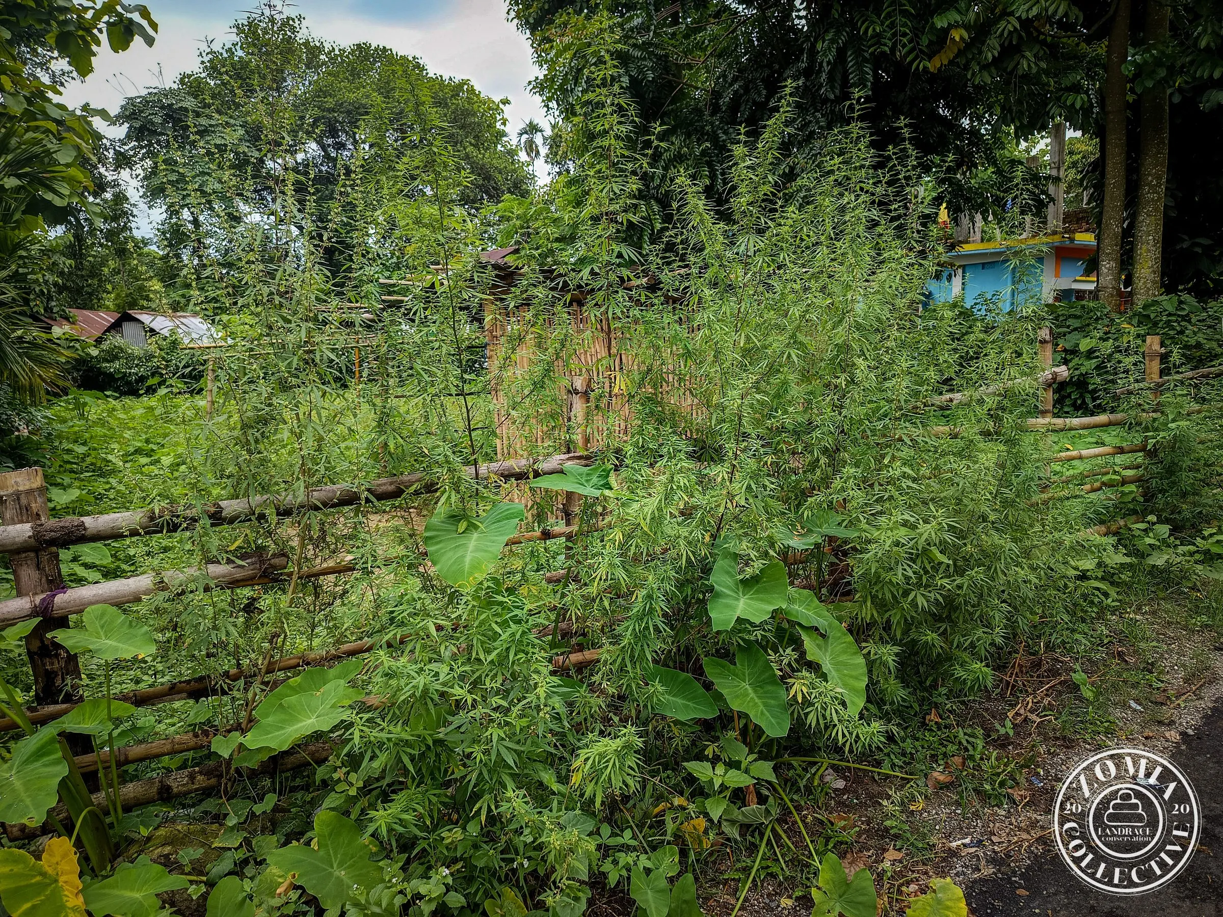 Nagrakata Feral Cannabis General Population Accession #1(https://www.zomiacollective.com/blog/hashtags/1)