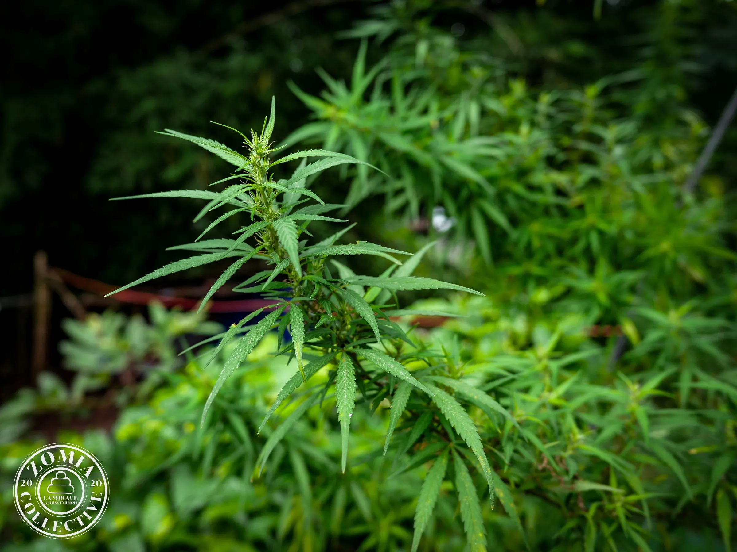 Satkaya Feral Cannabis Accession #1(https://www.zomiacollective.com/blog/hashtags/1) Female Plant