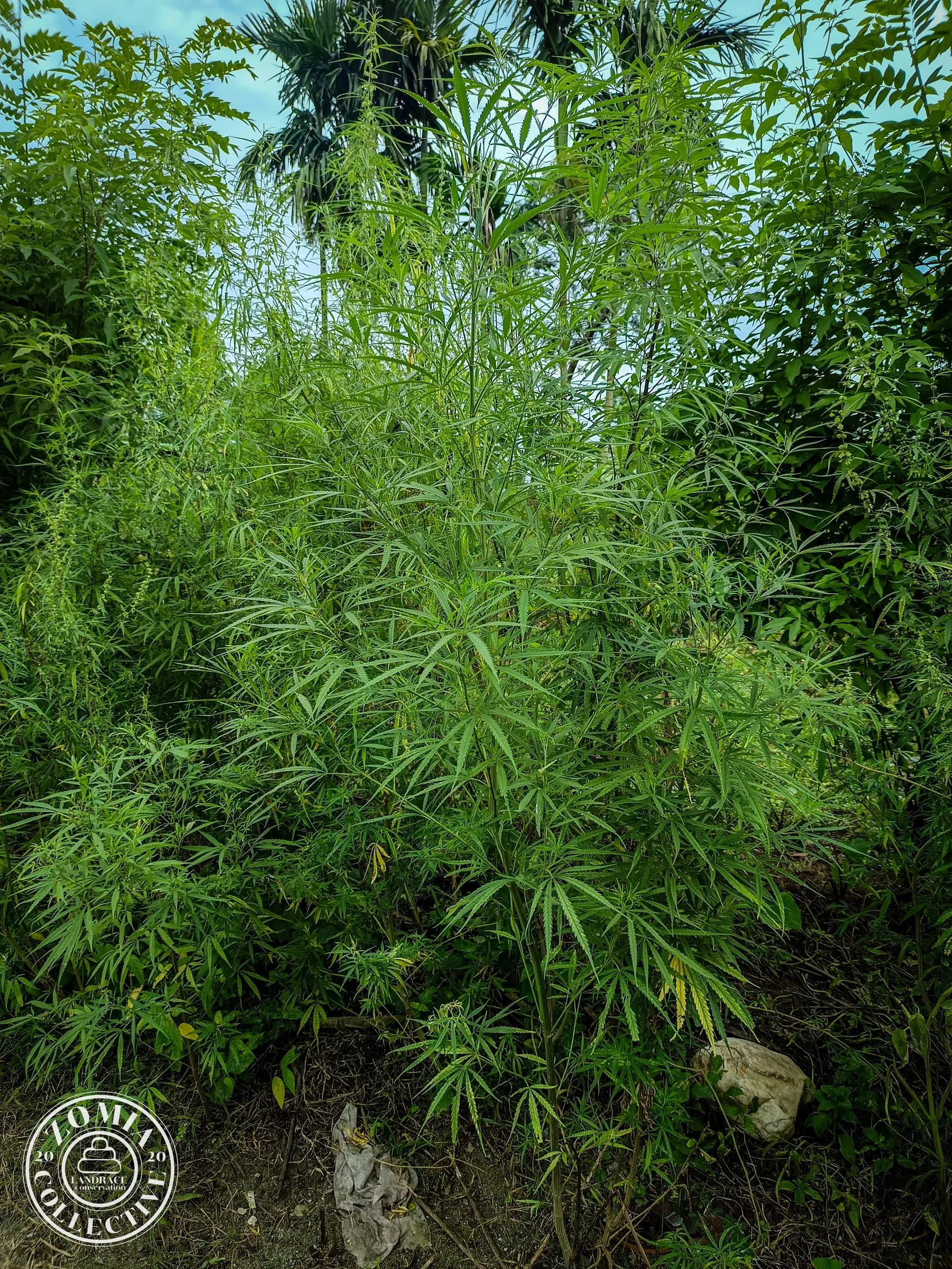 Looksan Feral and Domesticate Landrace Cannabis, growing in a mixed plot