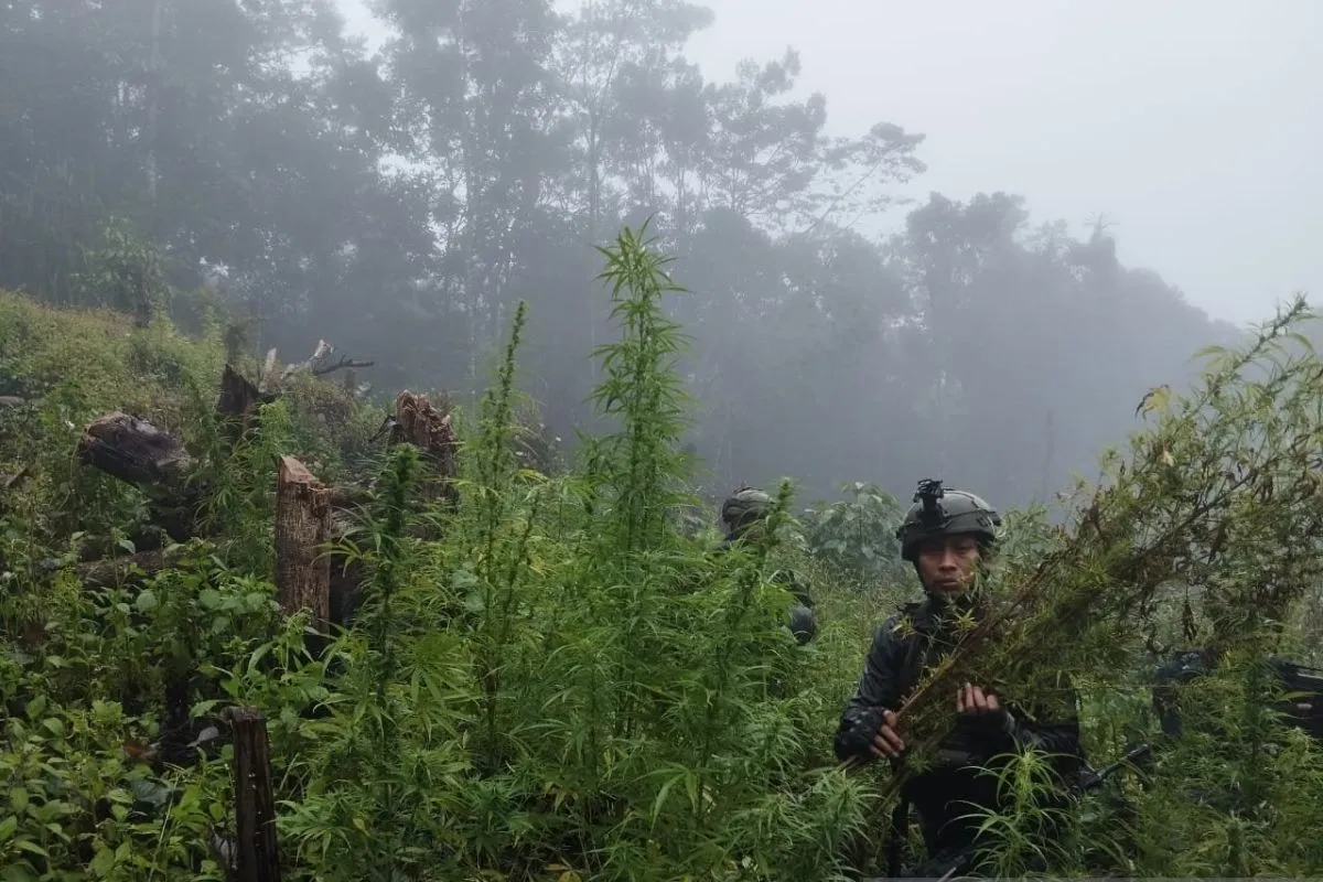 Indonesian National Army personnel, patrolling the Indonesia-Papua New Guinea border, discovered a 0.5-hectare marijuana field in Mersibil