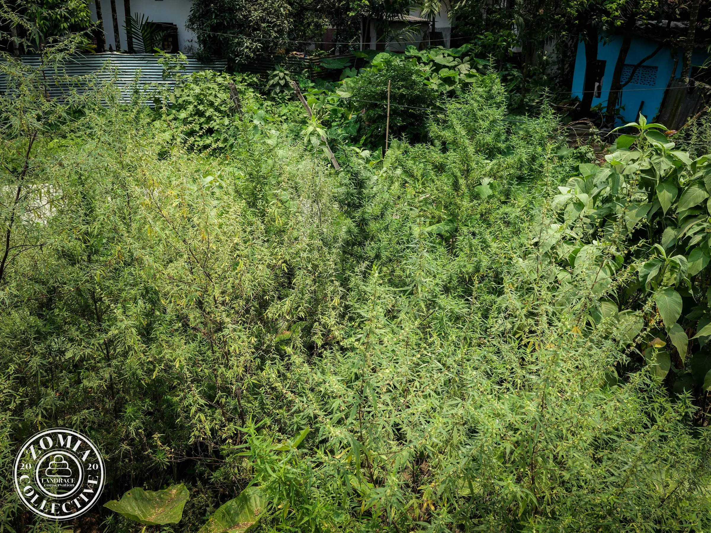 Feral Patch found Roadside in Haldibari