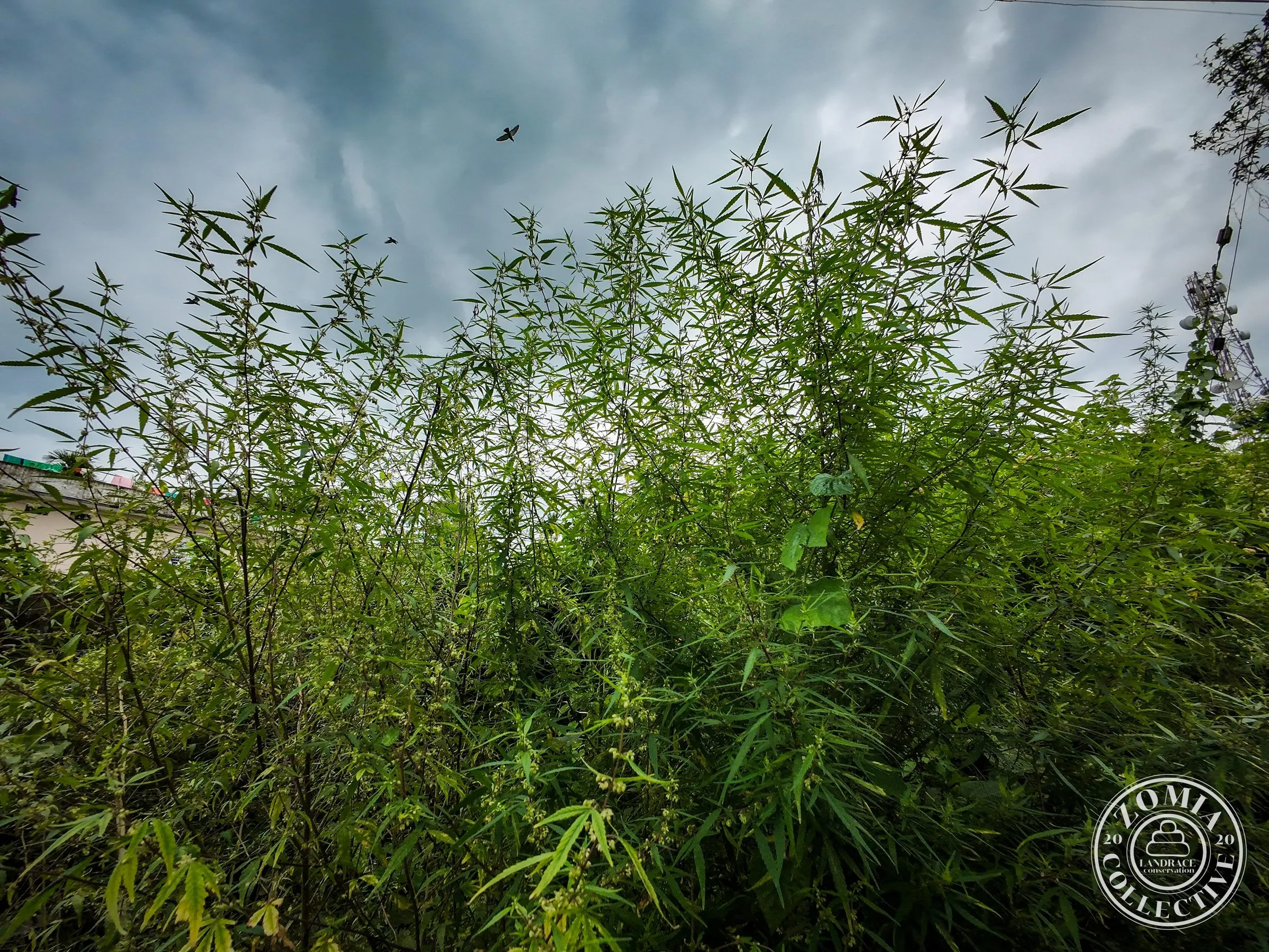 Nagrakata Feral Cannabis