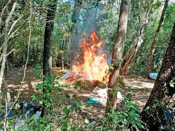 Landrace cannabis being burned in Sri Lanka following a successful eradication campaign conducted by the Sri Lankan army (2026)