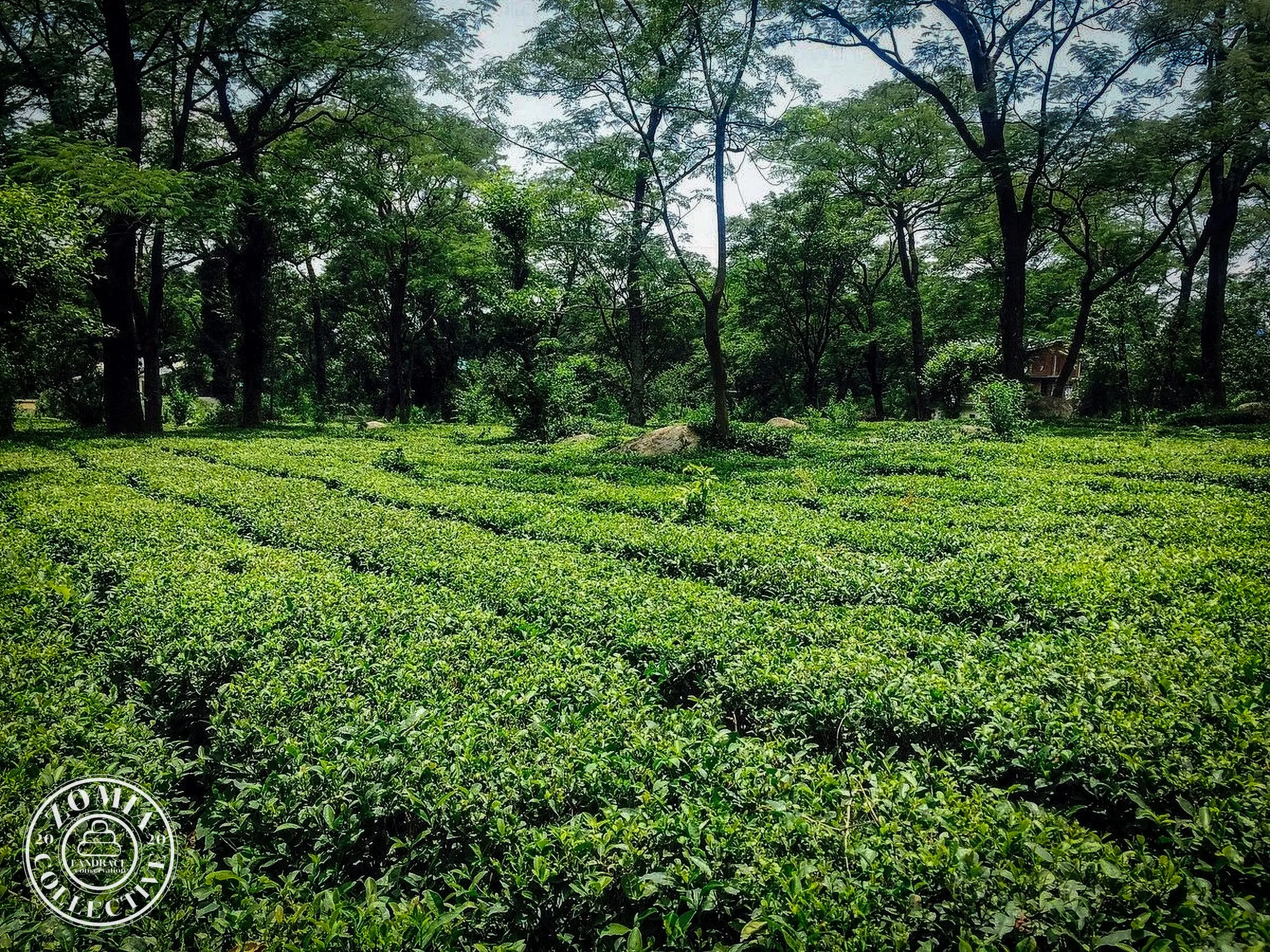 Grassmore Tea Estate