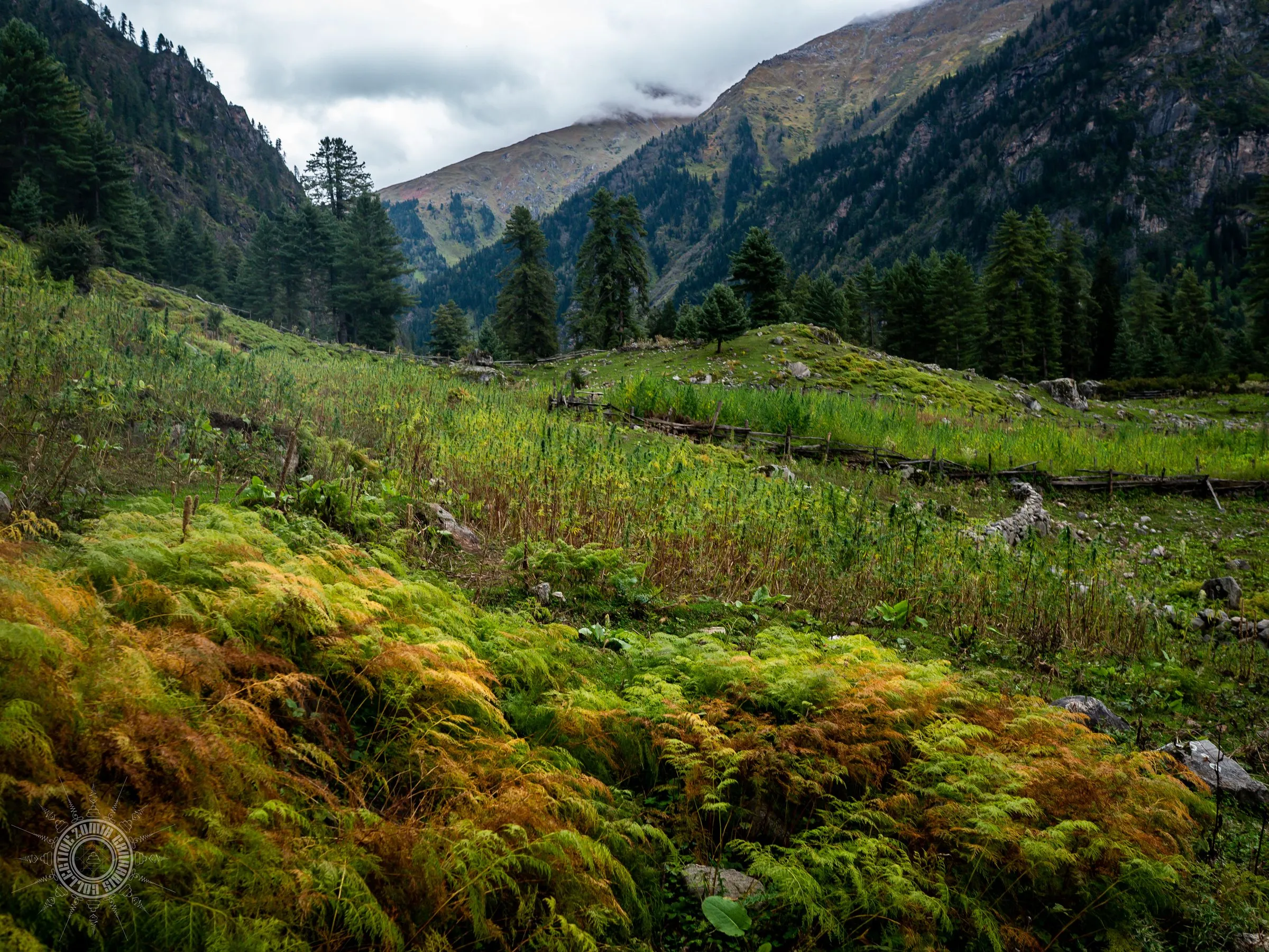 Upper ‘Kutla’ fields of Tosh Village in the Parvati Valley of Himachal Pradesh - India (2022)
