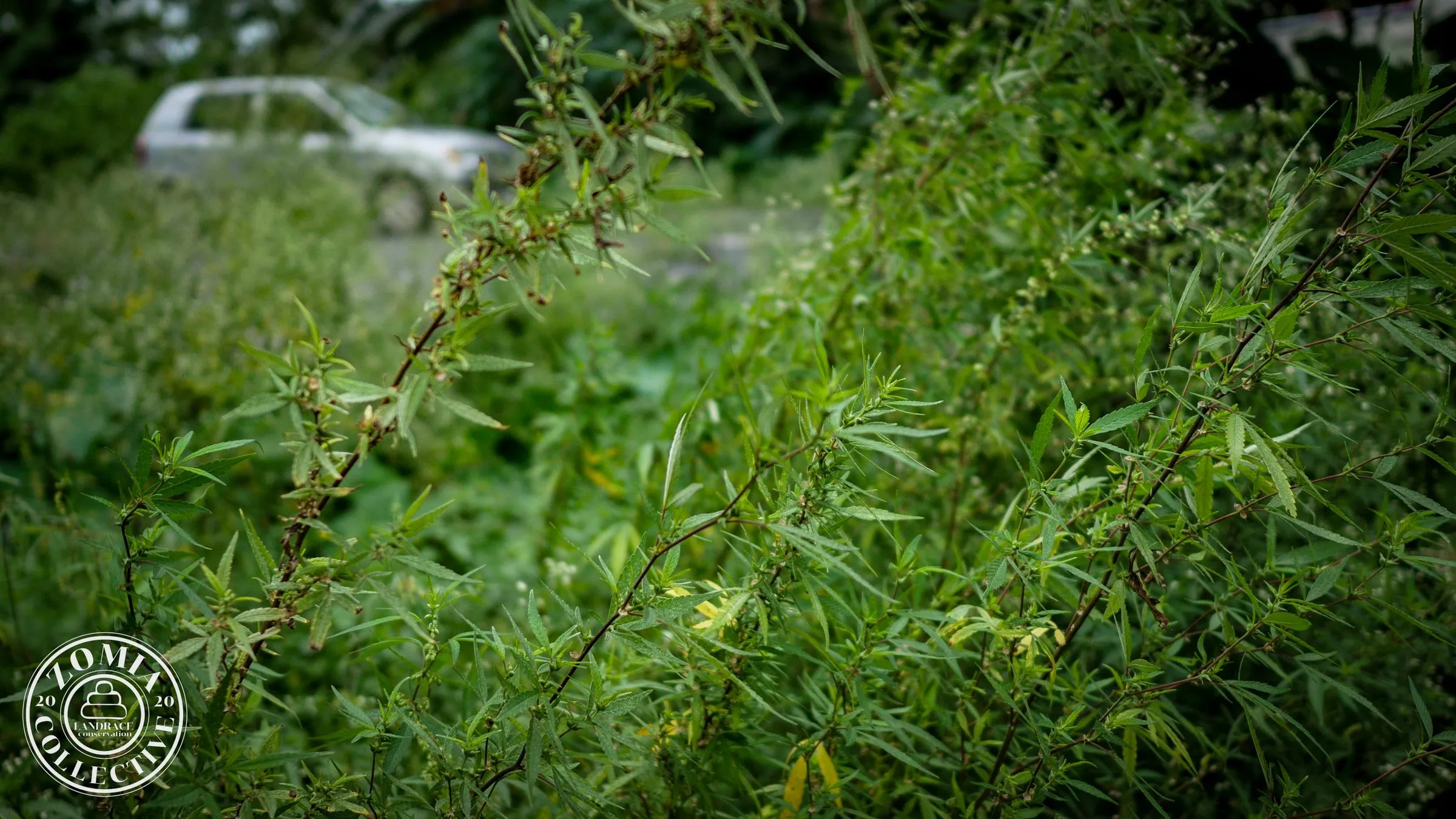 Mal Bazaar Feral Cannabis General Population Accession #1(https://www.zomiacollective.com/blog/hashtags/1) Female Plant