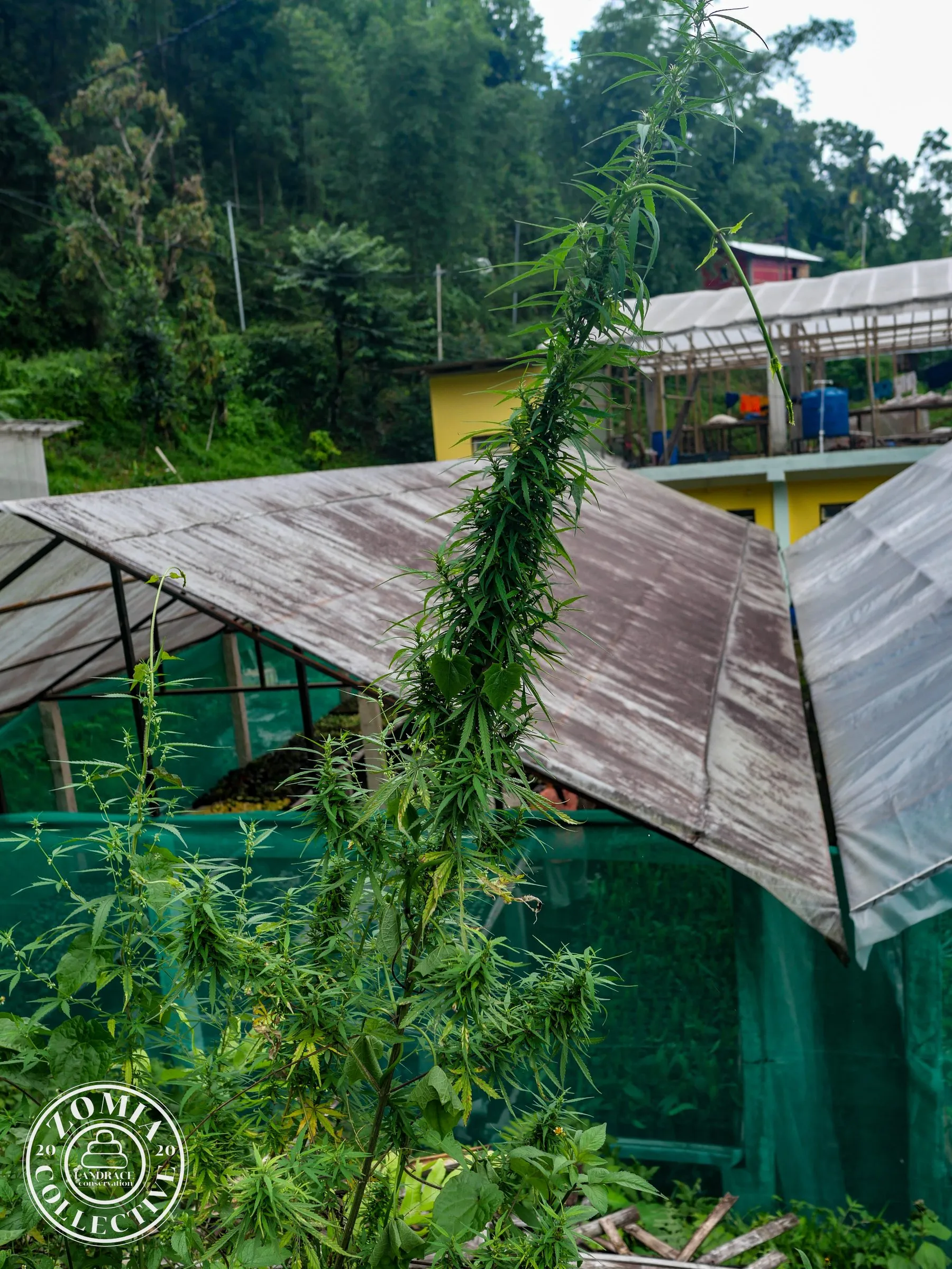 Upper Paren Feral Cannabis Accession #1(https://www.zomiacollective.com/blog/hashtags/1)