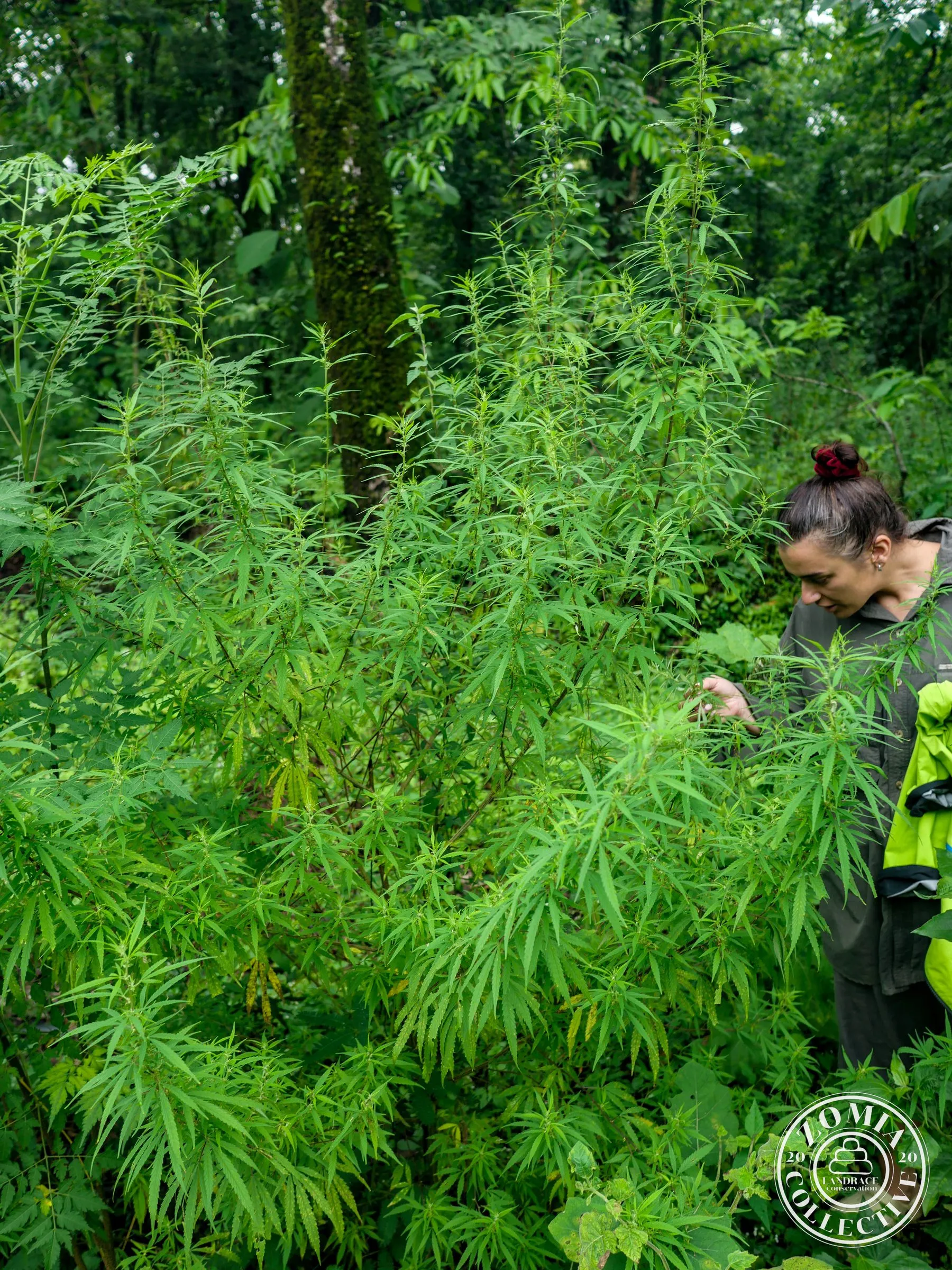 Isabella examining a plant from the Chapramari Feral Cannabis Population