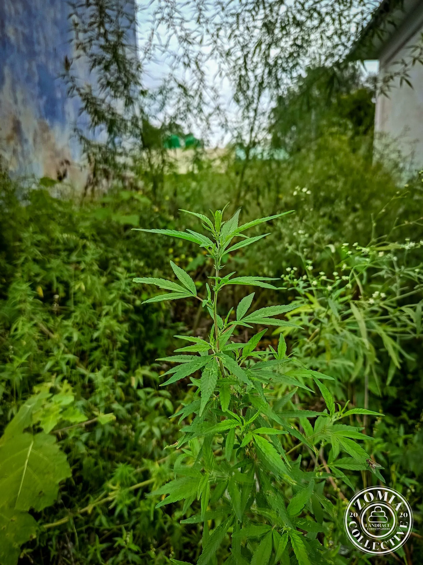 Grassmore Feral Cannais General Population Accession #1(https://www.zomiacollective.com/blog/hashtags/1)