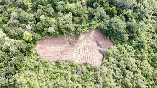 Guerrilla growing landrace cannabis farm deep in the Yala National park, where the biggest pest is elephants!