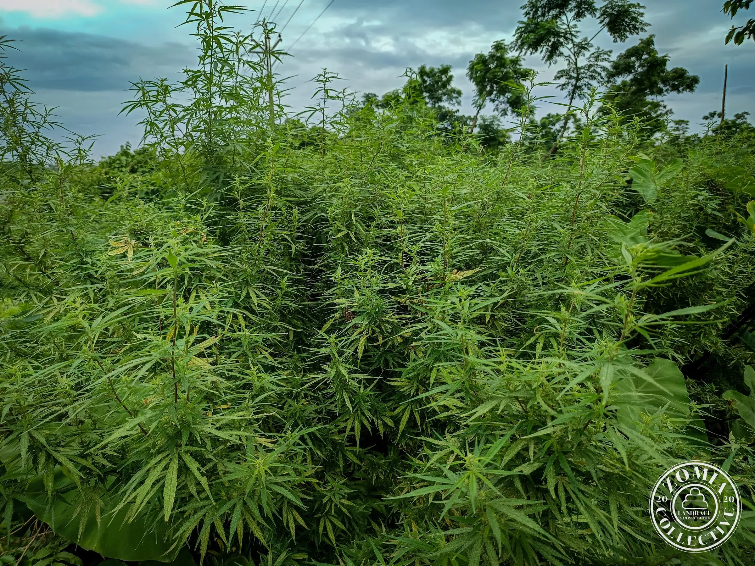 Deana Feral Cannabis General Population Accession #1(https://www.zomiacollective.com/blog/hashtags/1)