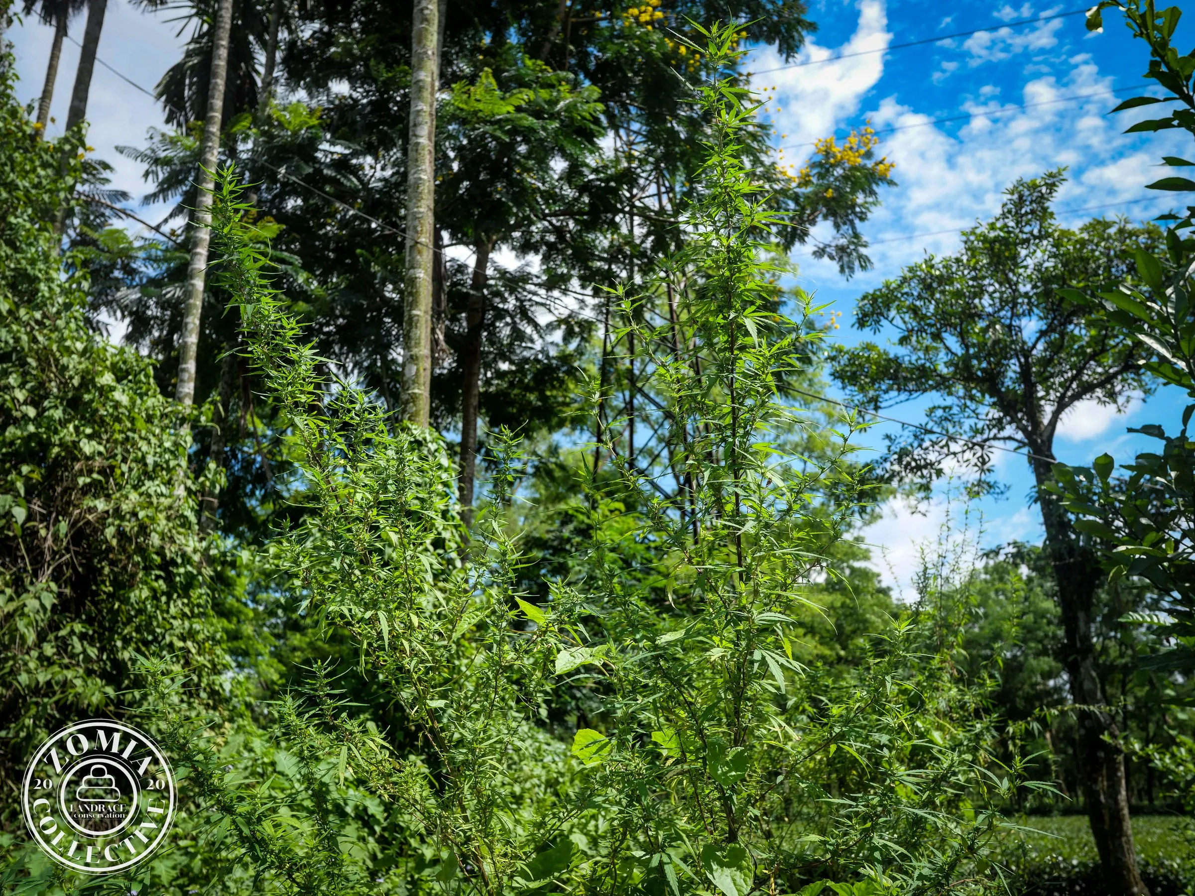 Washabari feral cannabis with tea garden in background