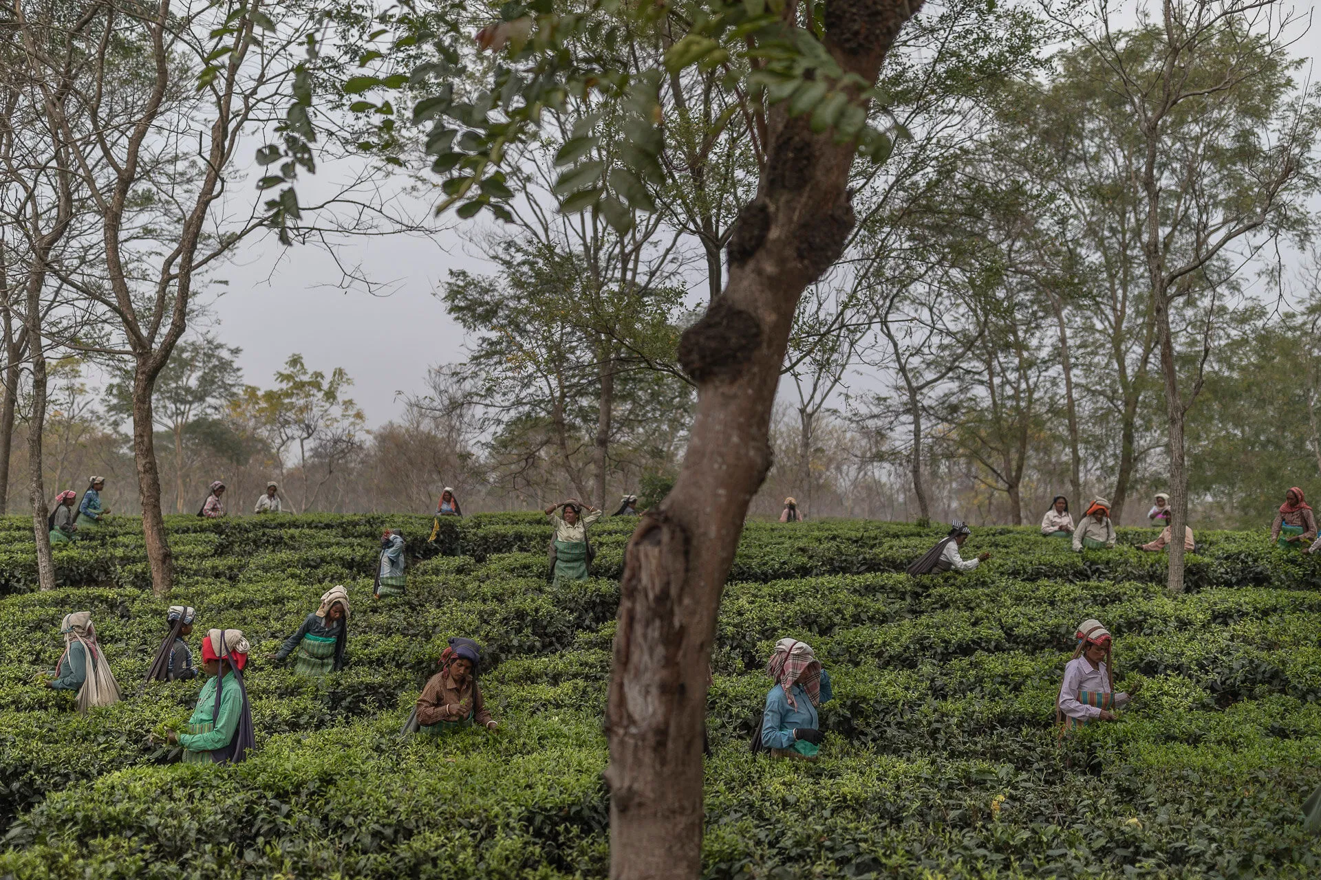 Looksan Tea Estate