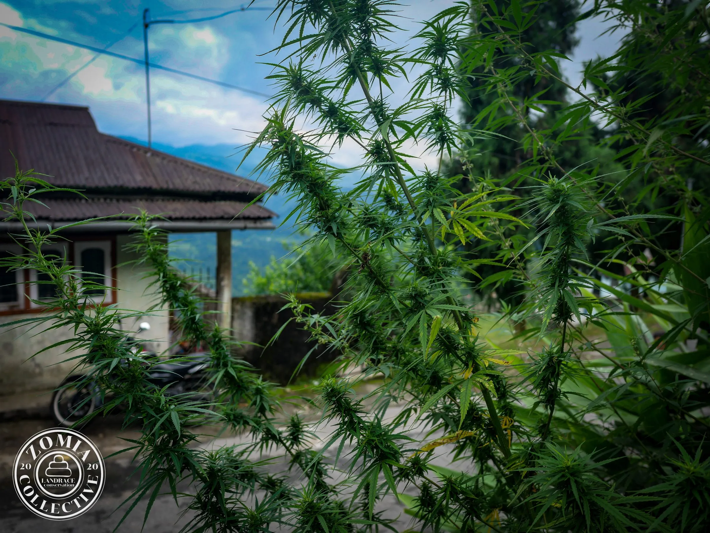 Suruk Feral Cannabis General Population Accession #1(https://www.zomiacollective.com/blog/hashtags/1)