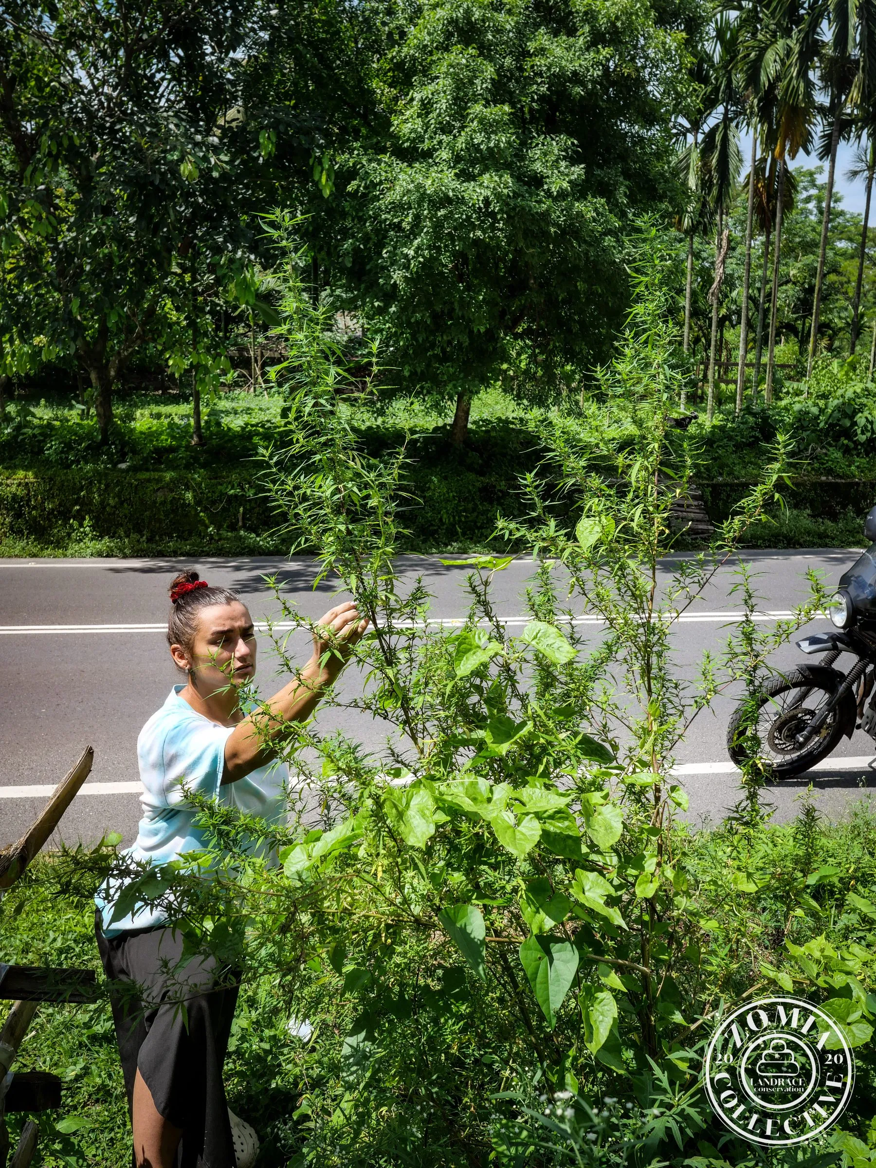 Isabella getting stuck into the feral plants in Washabari