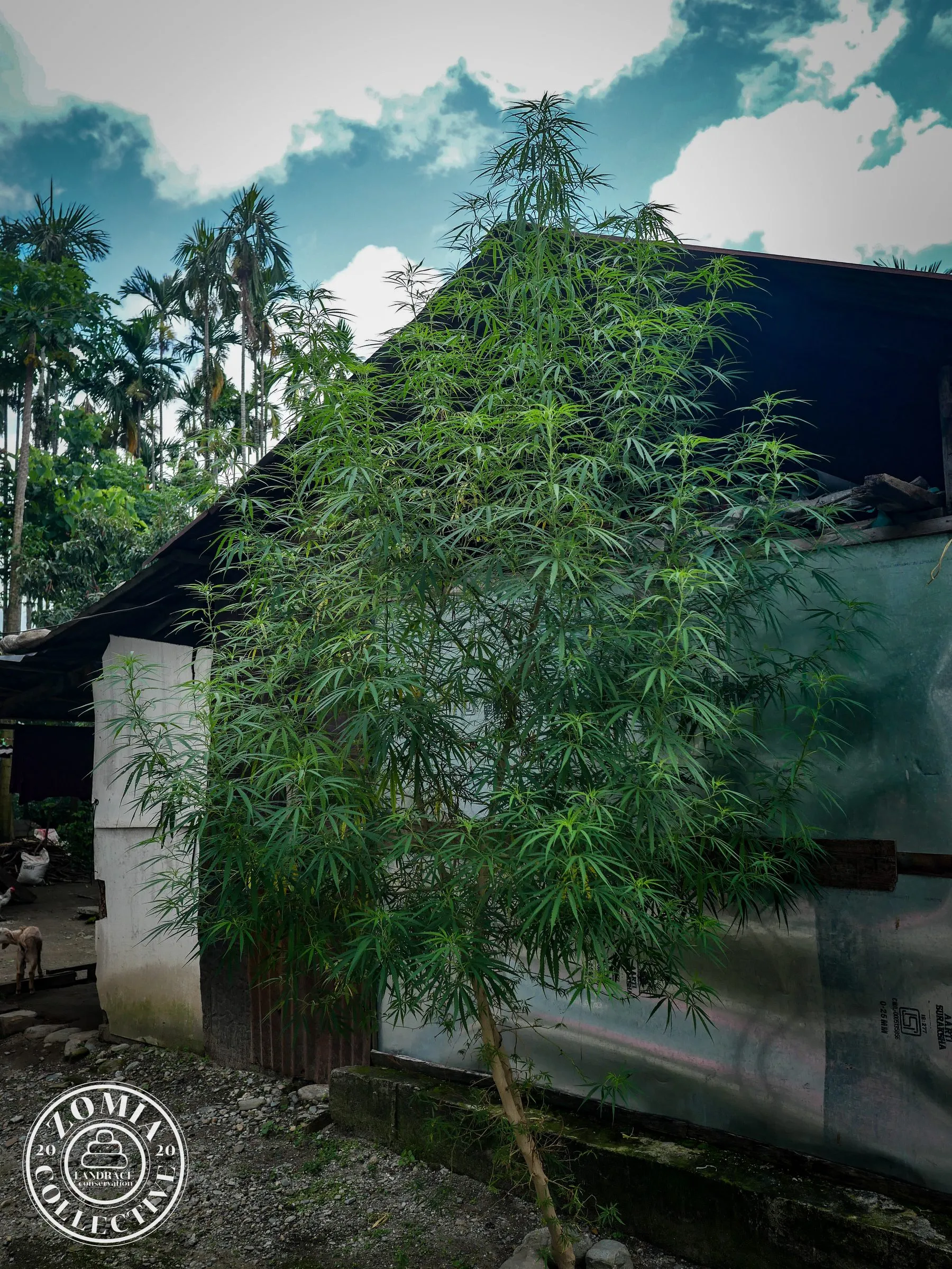 Bagrakote Domesticate Landrace Accession #1(https://www.zomiacollective.com/blog/hashtags/1)