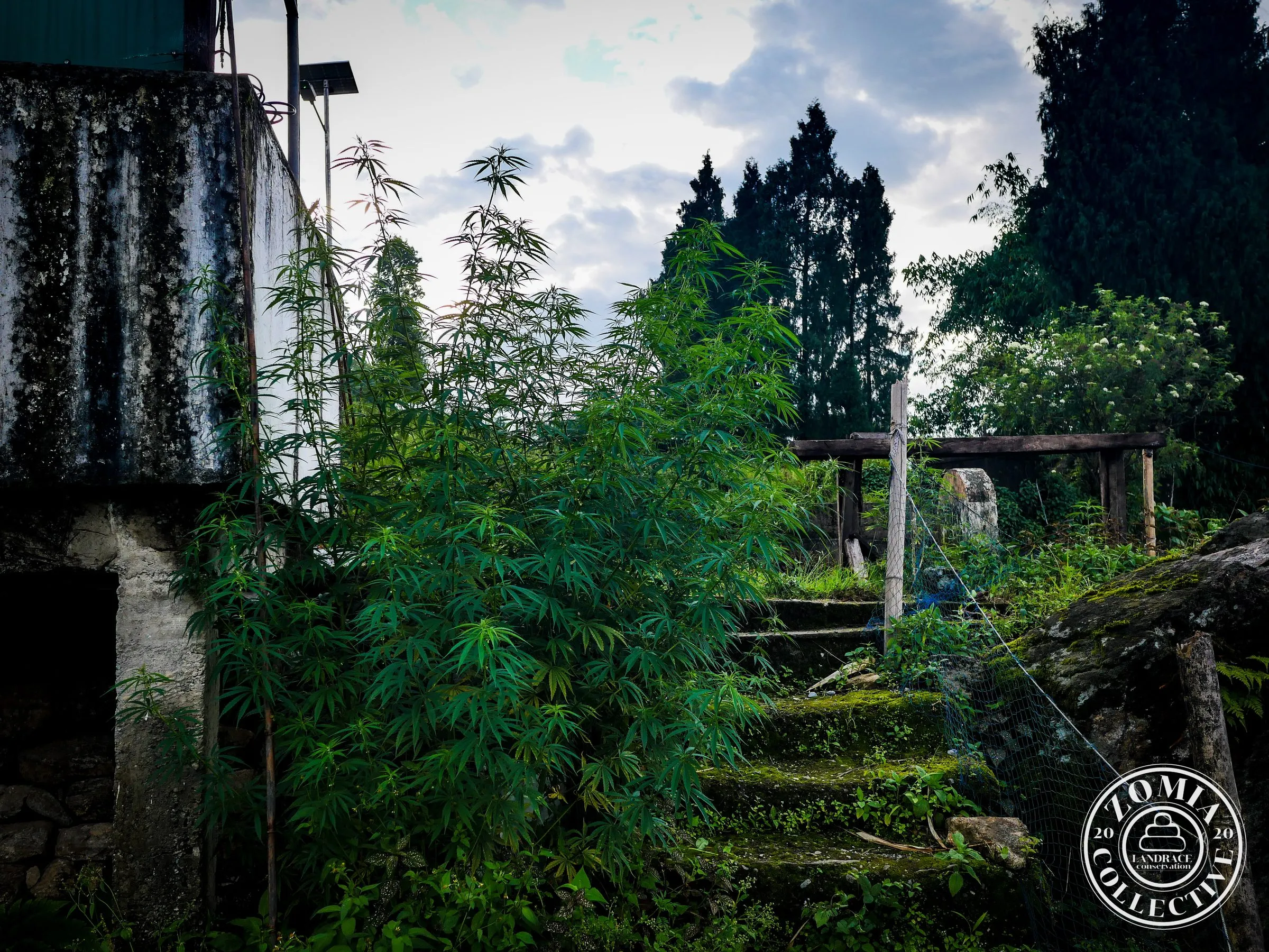 Godak Village Domesticate Landrace Cannabis