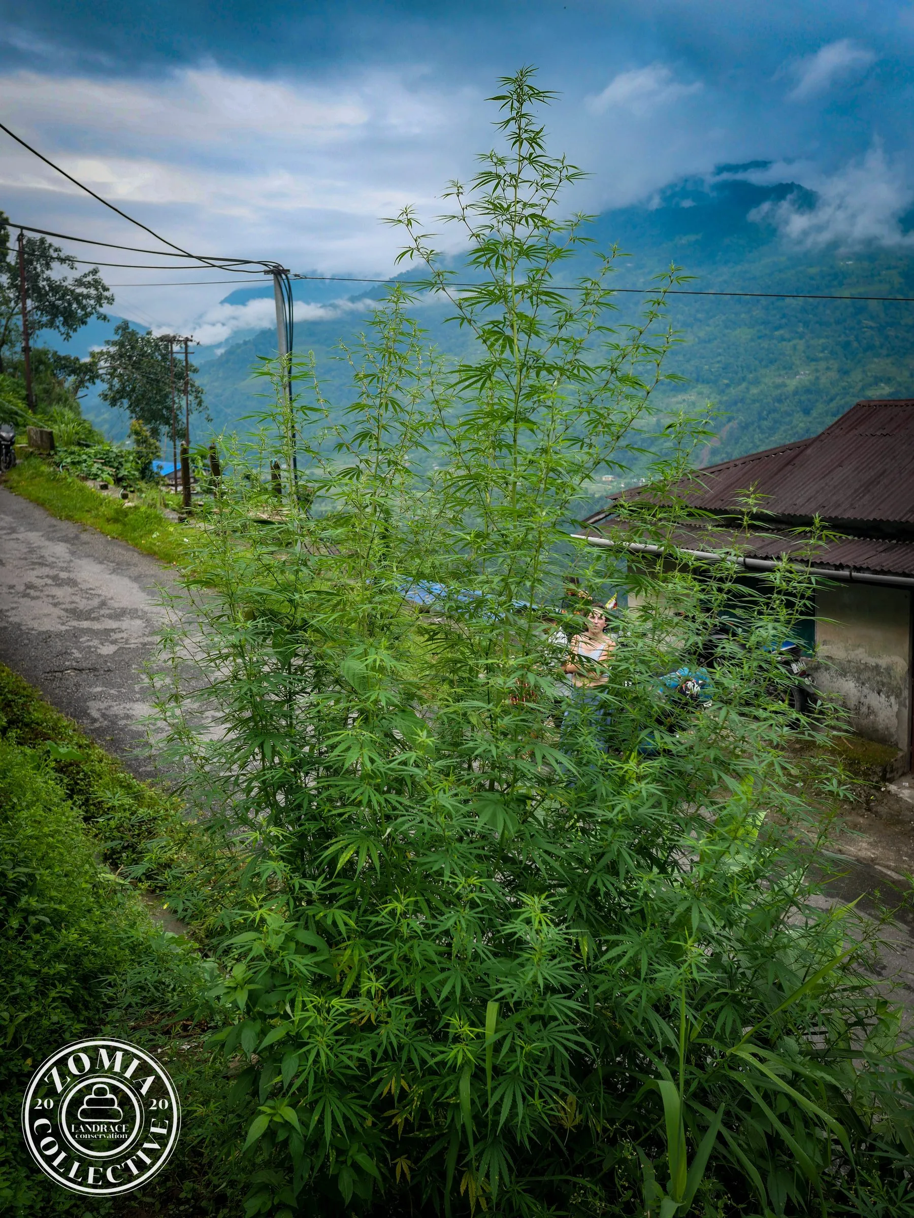 Suruk Village Domesticate & Feral Landrace Cannabis