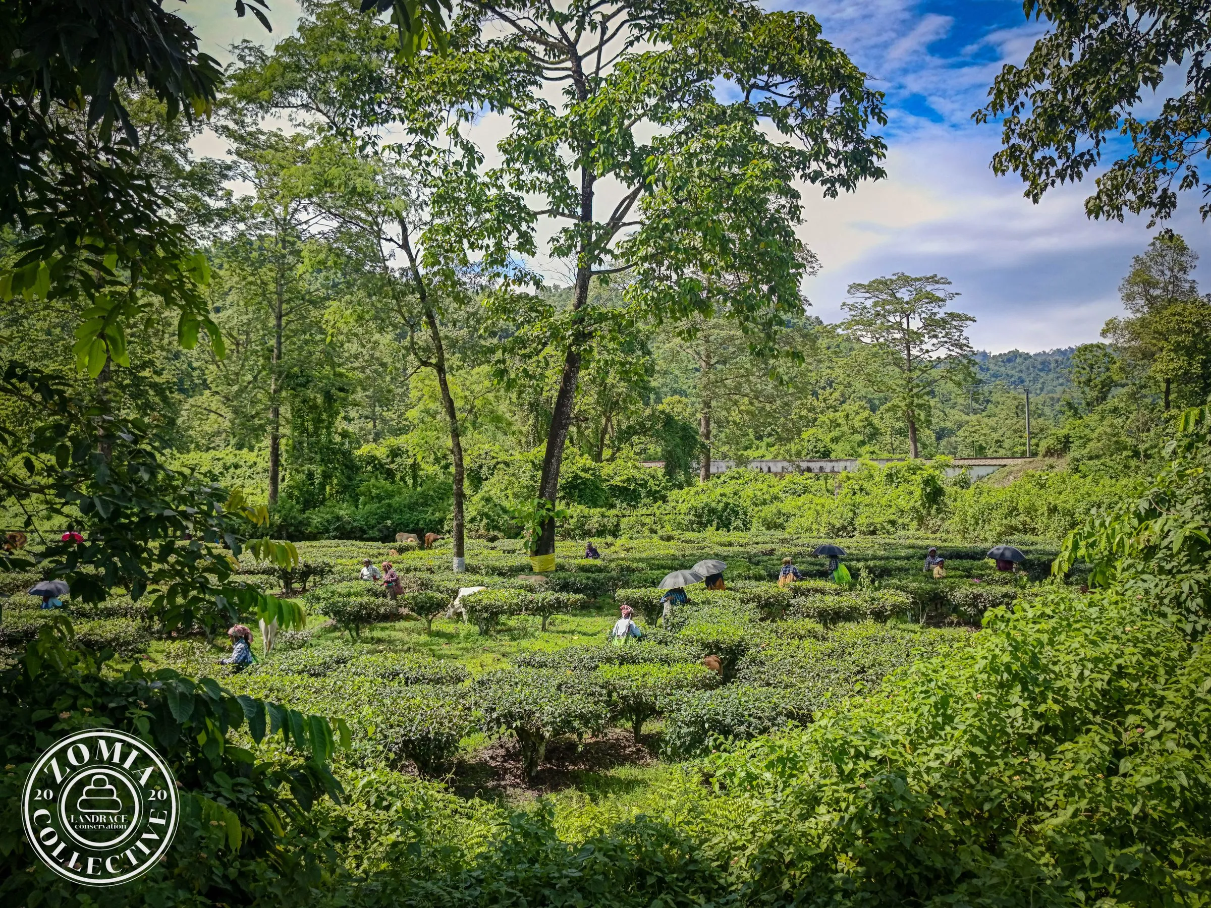 Washabari Tea Estate