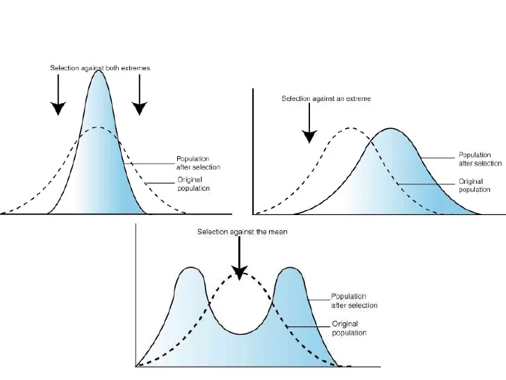 Visual representation of the different types of natural selection
