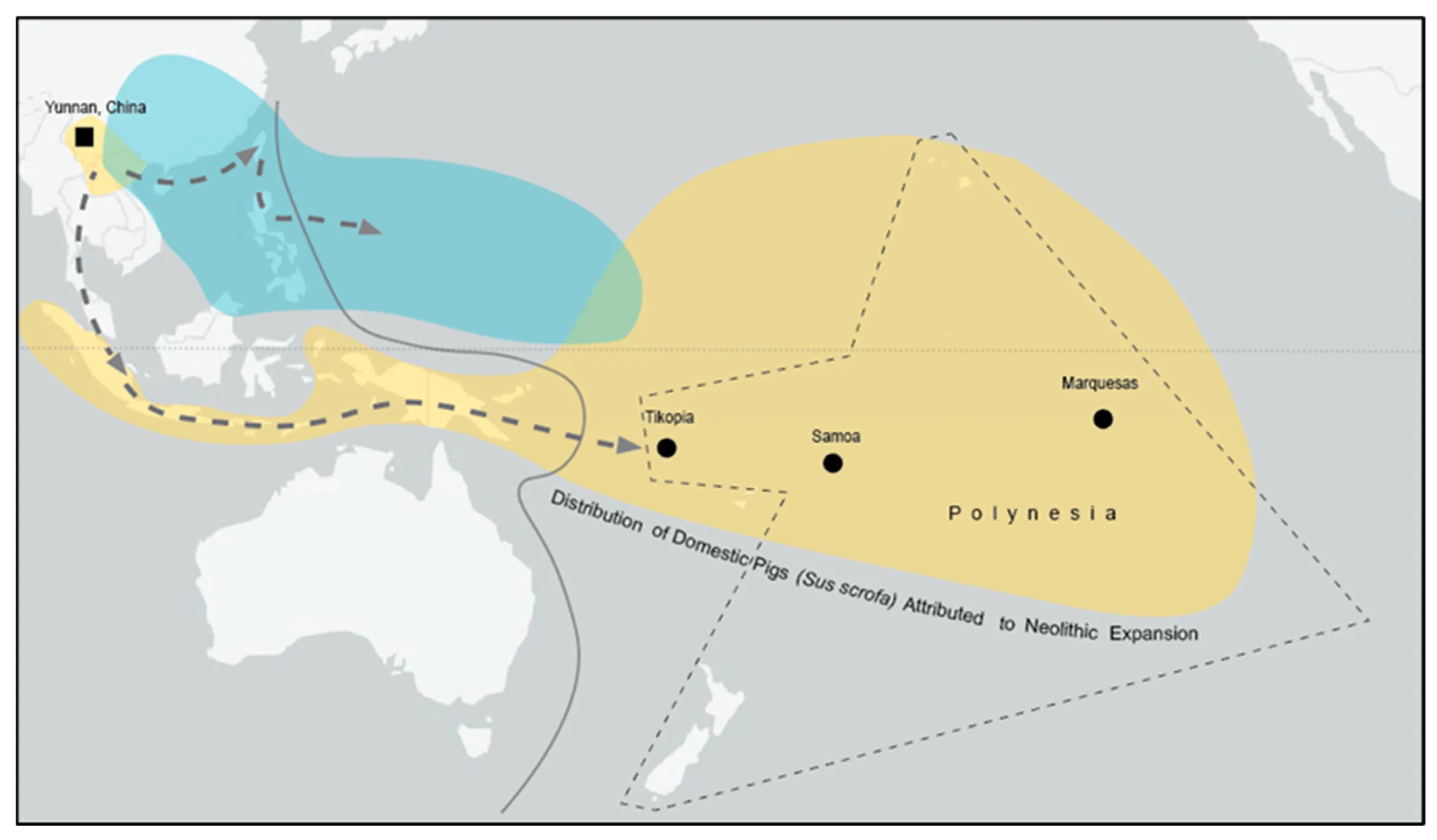 The origins of domesticated pigs in Polynesia. The “Pacific Clade” (yellow) of pig mtDNA is found in northern peninsular Southeast Asia, island Southeast Asia, Near Oceania (west of solid line) and Remote Oceania (east of solid line). Globally, only 43 modern and 9 ancient pigs have been definitively classified as Pacific Clade. This includes examples of domestic and wild/feral pigs. All other Oceanic pigs belong to a separate “East Asian Clade” (blue).